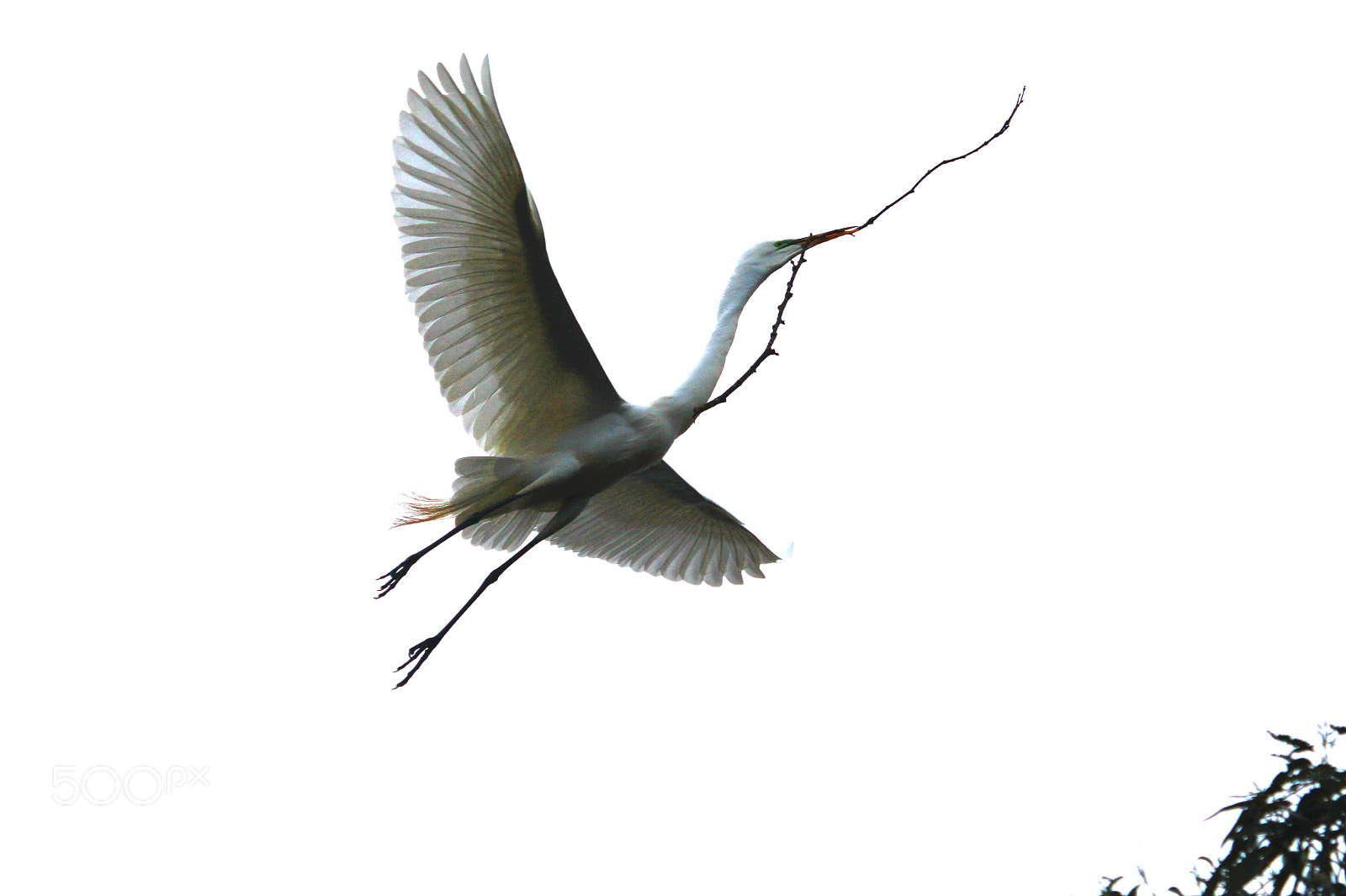 Canon EF 100-400mm F4.5-5.6L IS USM sample photo. Nesting great egret photography