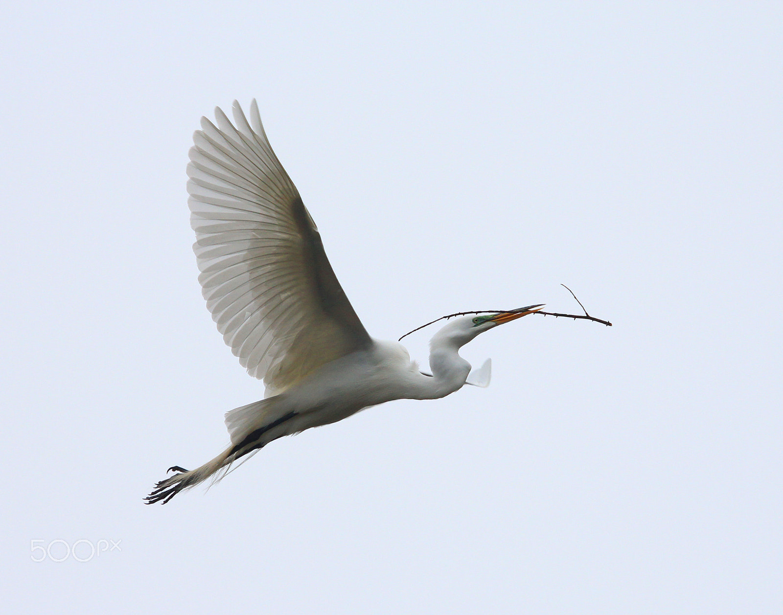 Canon EF 100-400mm F4.5-5.6L IS USM sample photo. Nesting great egret photography