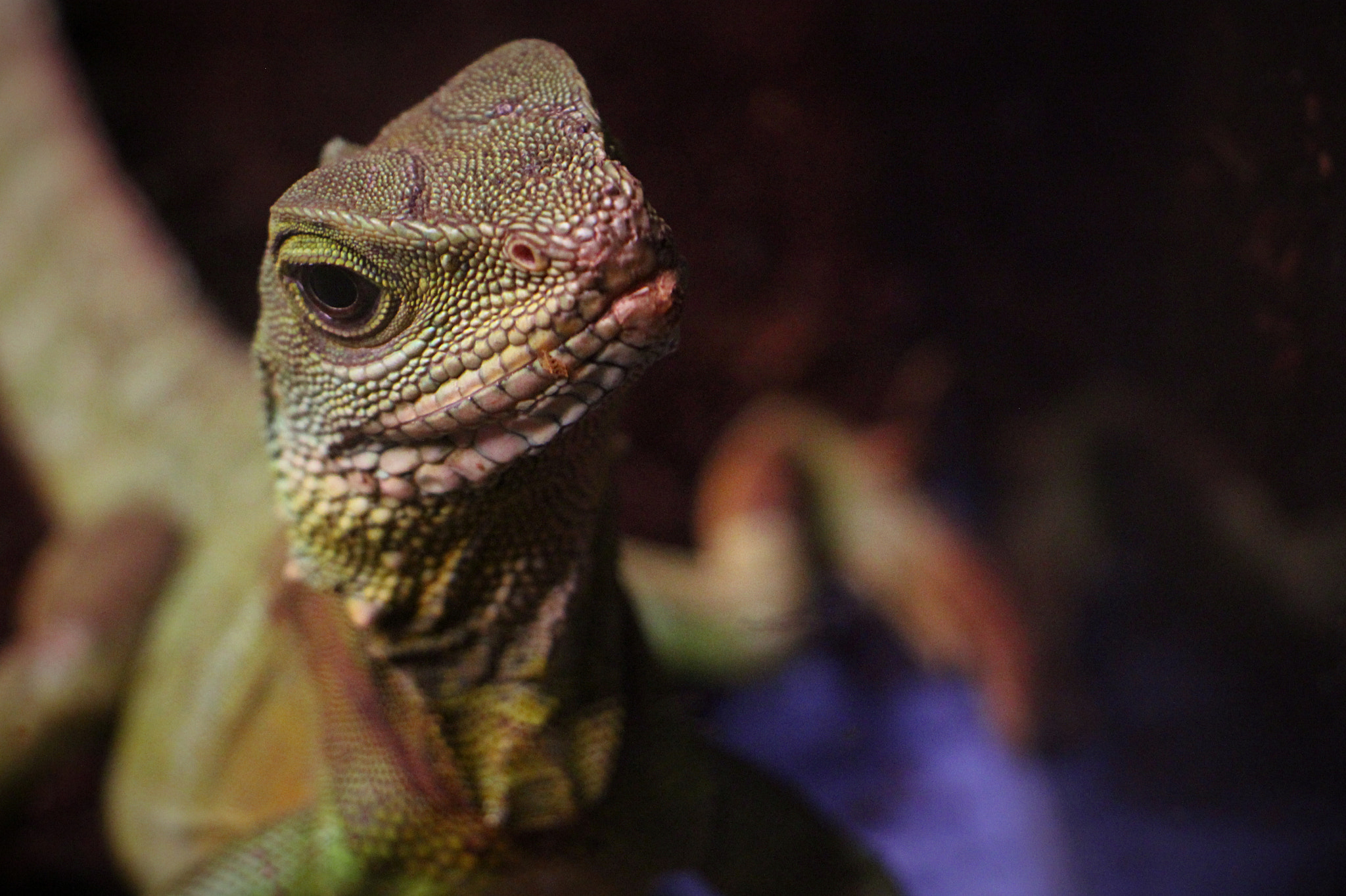 Canon EF-S 18-135mm F3.5-5.6 IS STM sample photo. Bakışlardaki merak photography