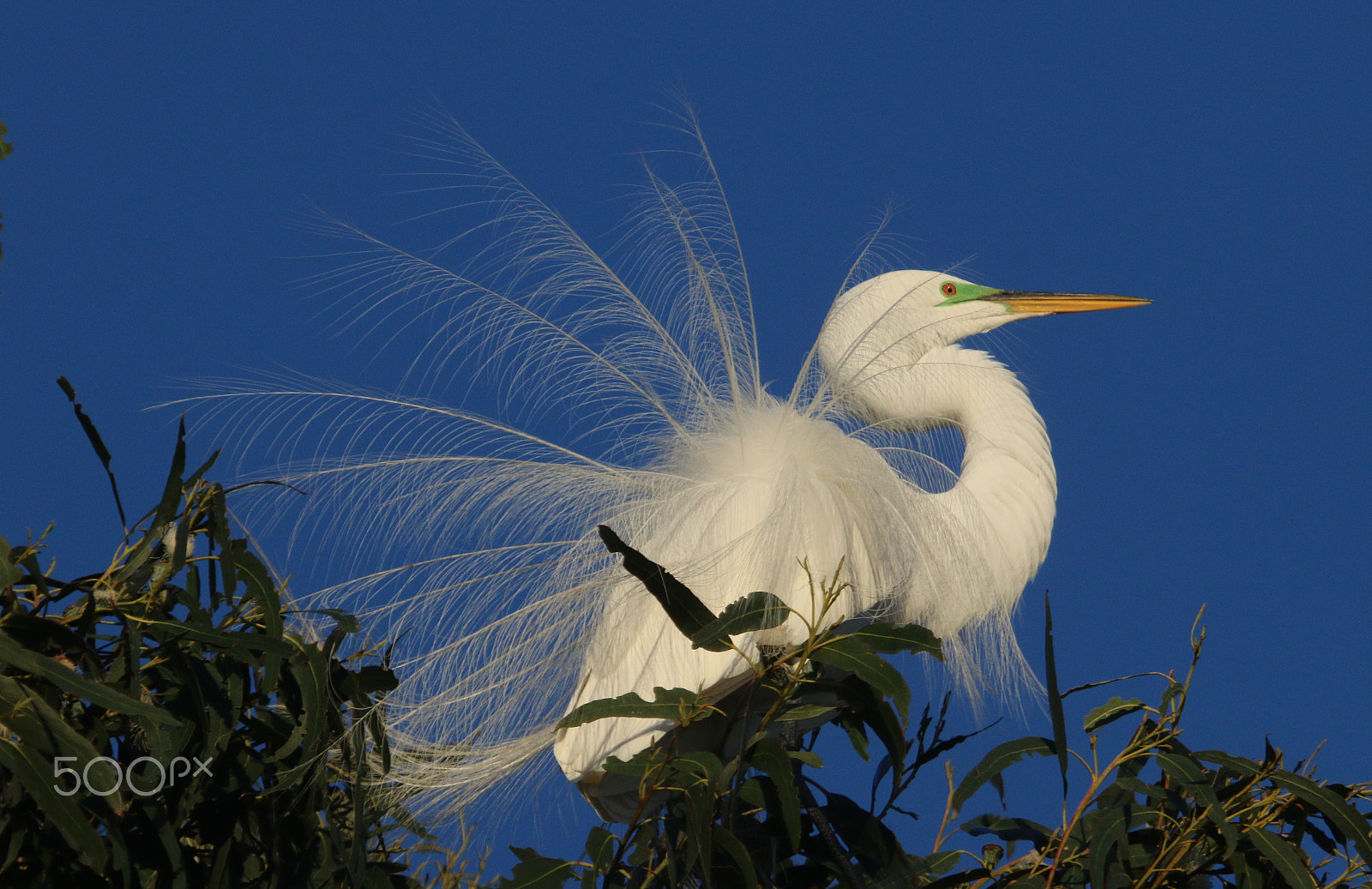 Canon EF 100-400mm F4.5-5.6L IS USM sample photo. Nesting great egret photography