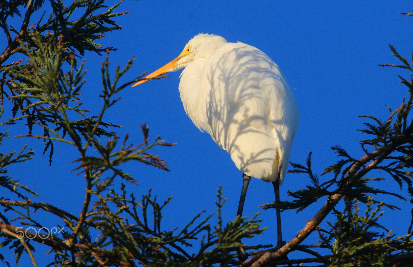 Canon EF 100-400mm F4.5-5.6L IS USM sample photo. Great egret in redwood photography