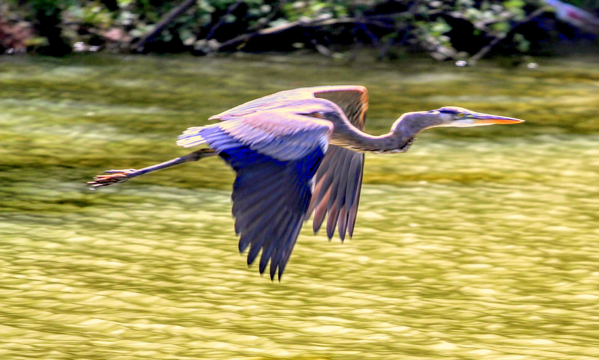 Canon EOS 550D (EOS Rebel T2i / EOS Kiss X4) + Canon EF 70-200mm F4L USM sample photo. Blue heron on lake oconne photography