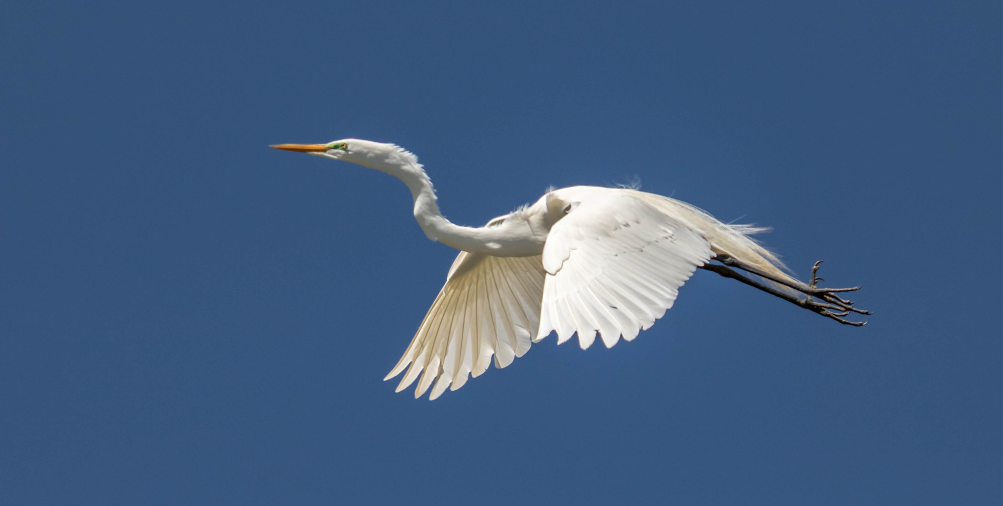 Canon EOS 750D (EOS Rebel T6i / EOS Kiss X8i) + Canon EF 100-400mm F4.5-5.6L IS USM sample photo. Great egret flight photography