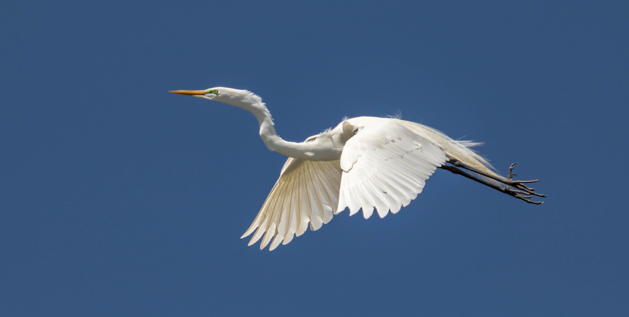 Canon EF 100-400mm F4.5-5.6L IS USM sample photo. Great egret flight photography