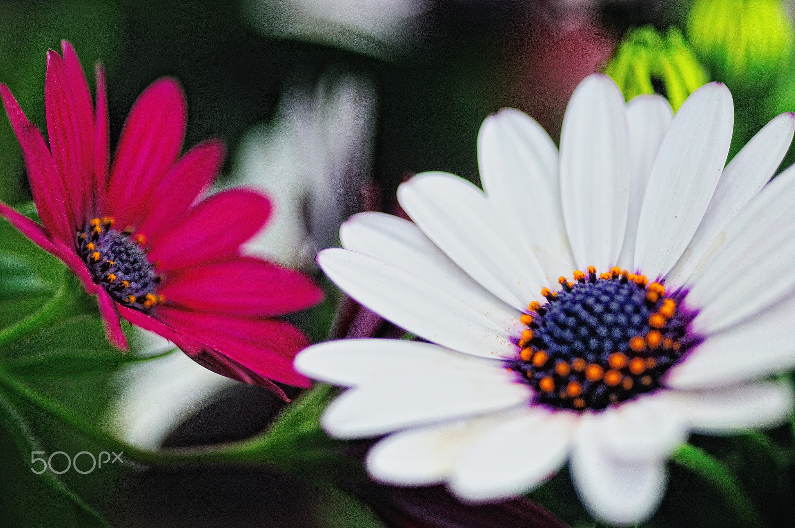 Nikon D300 + Nikon AF Micro-Nikkor 60mm F2.8D sample photo. Printemps photography