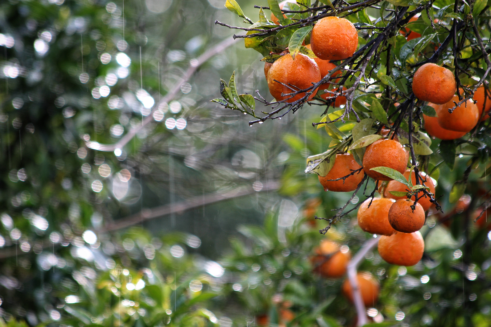 Canon EOS M + Canon EF 70-300mm F4-5.6 IS USM sample photo. Sour orange in the rain photography