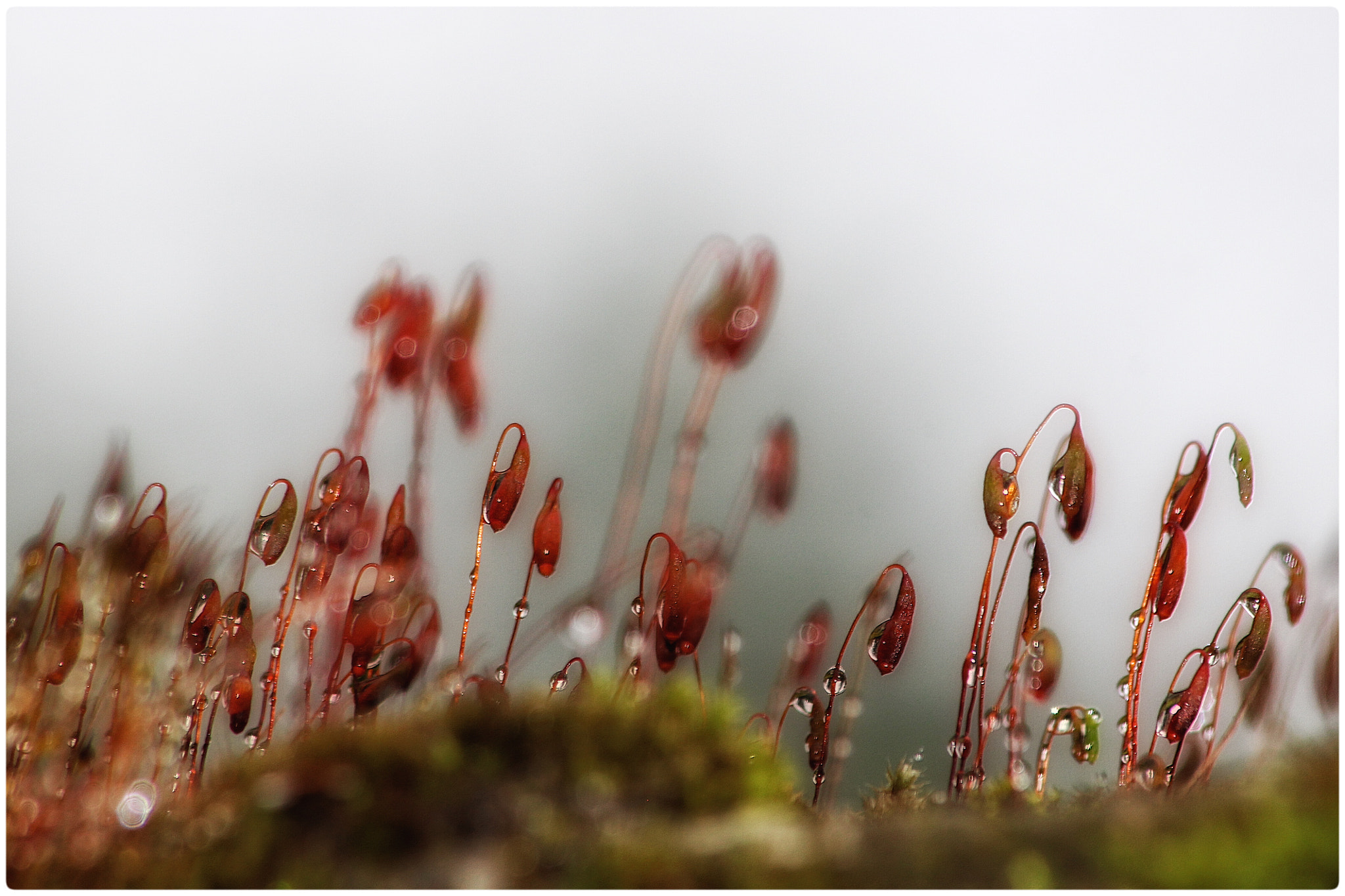 Canon EF 70-300mm F4-5.6 IS USM sample photo. Rainy photography