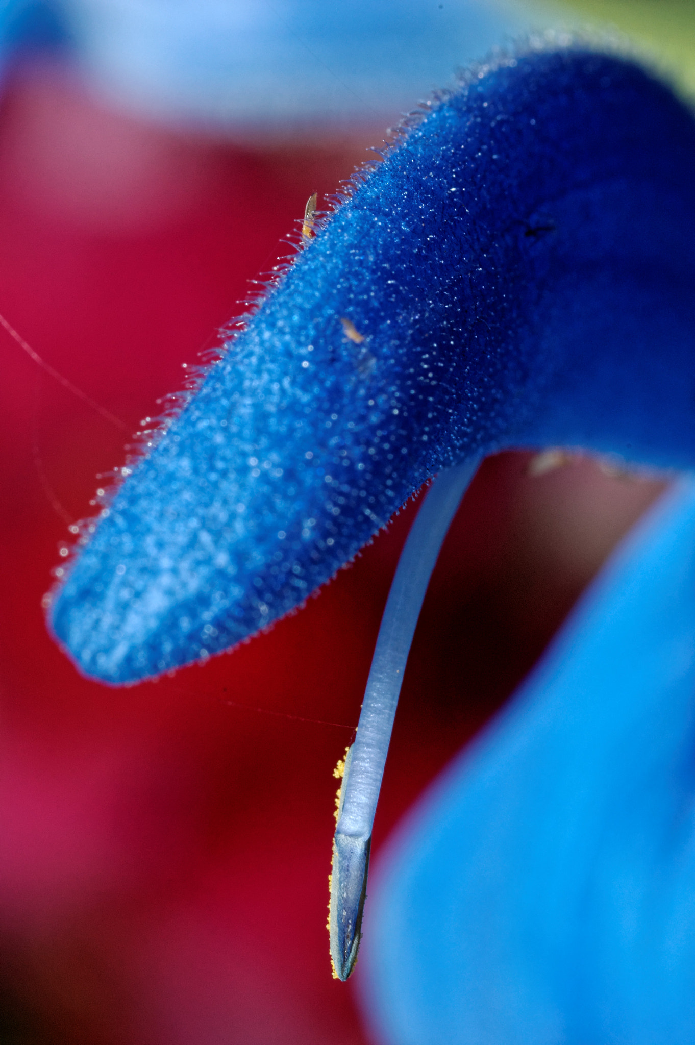 Nikon D50 sample photo. I'm blue photography
