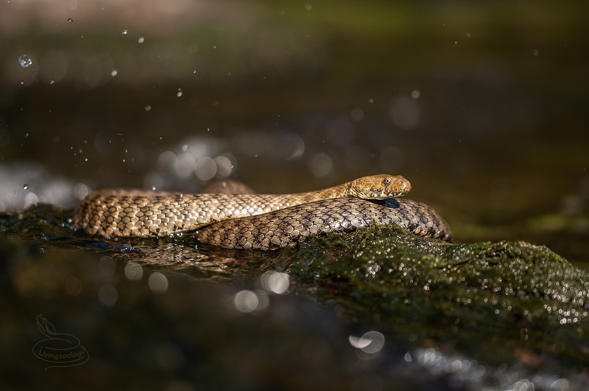 Sigma 105mm F2.8 EX DG OS HSM sample photo. Dice snake (natrix tessellata) photography