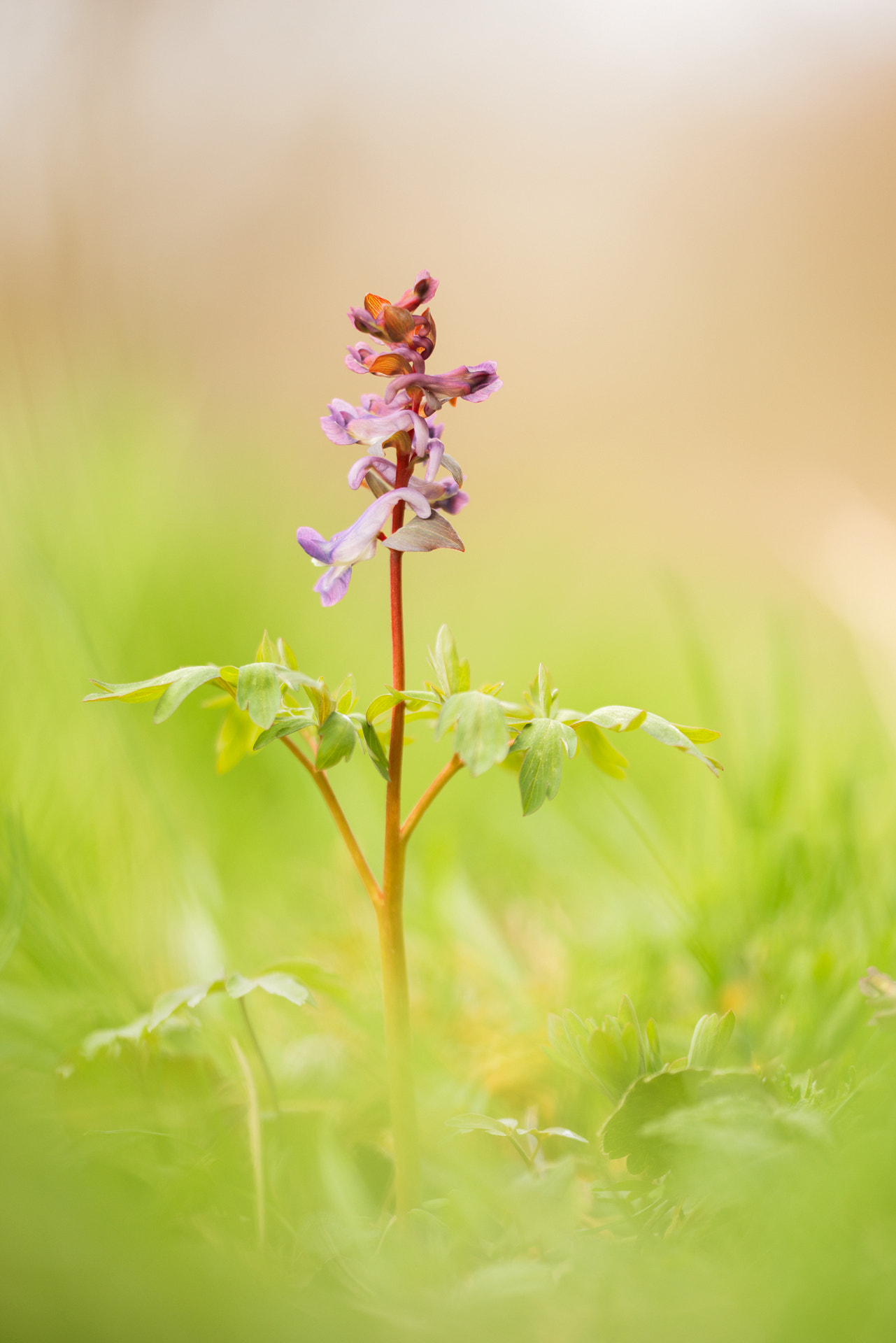 Sigma 150mm f/2.8 EX DG OS HSM APO Macro sample photo. Corydalis cava photography