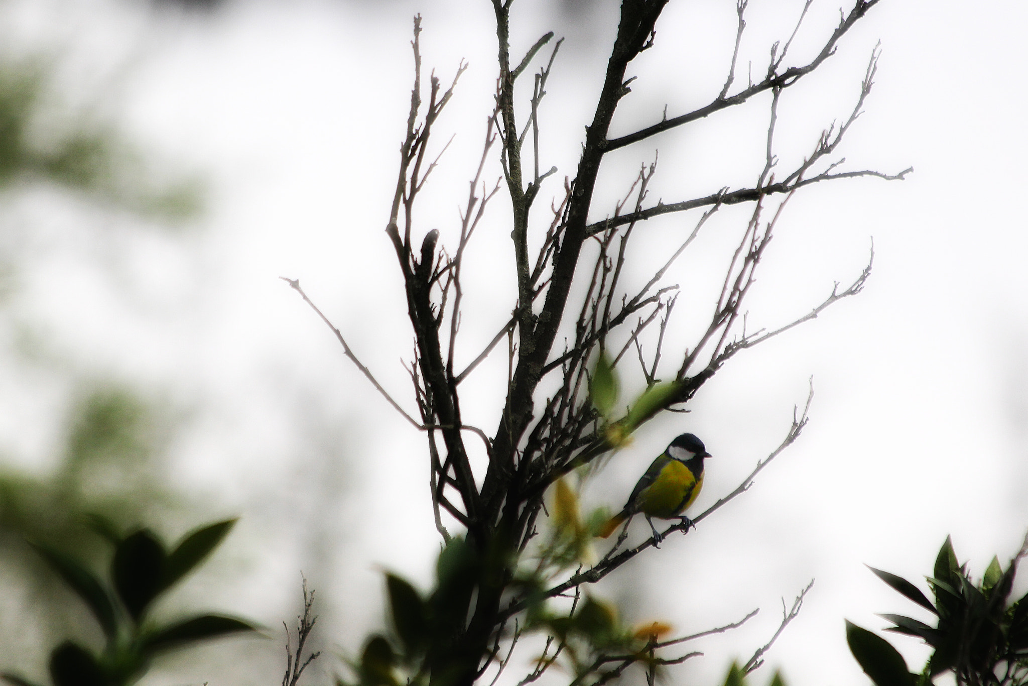 Canon EOS M + Canon EF 70-300mm F4-5.6 IS USM sample photo. Titmouse photography