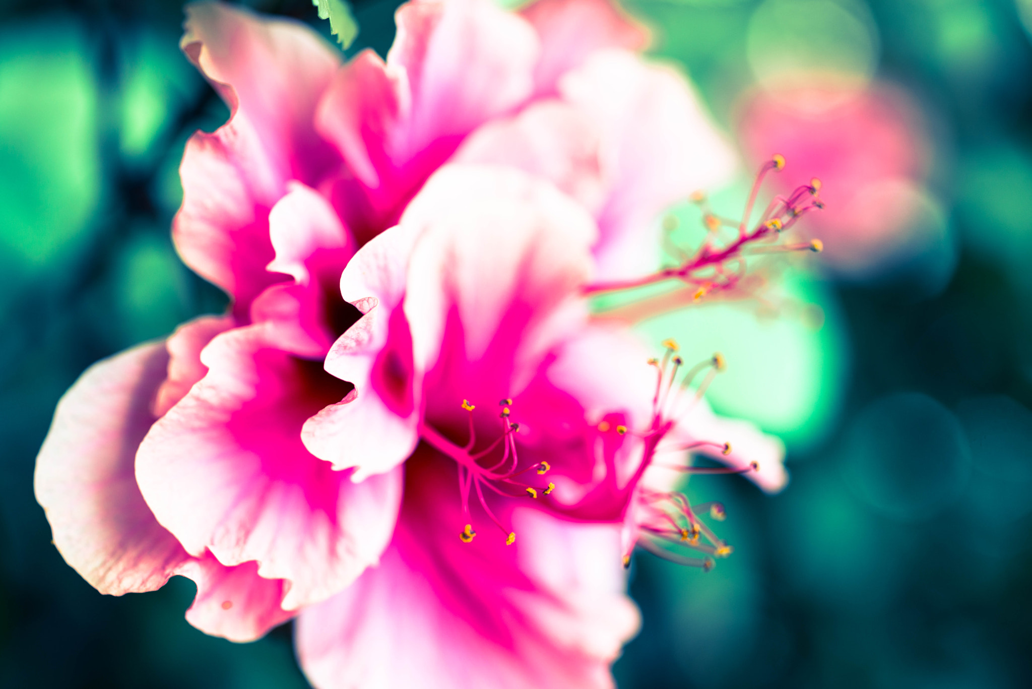 ZEISS Makro-Planar T* 50mm F2 sample photo. Bloom photography