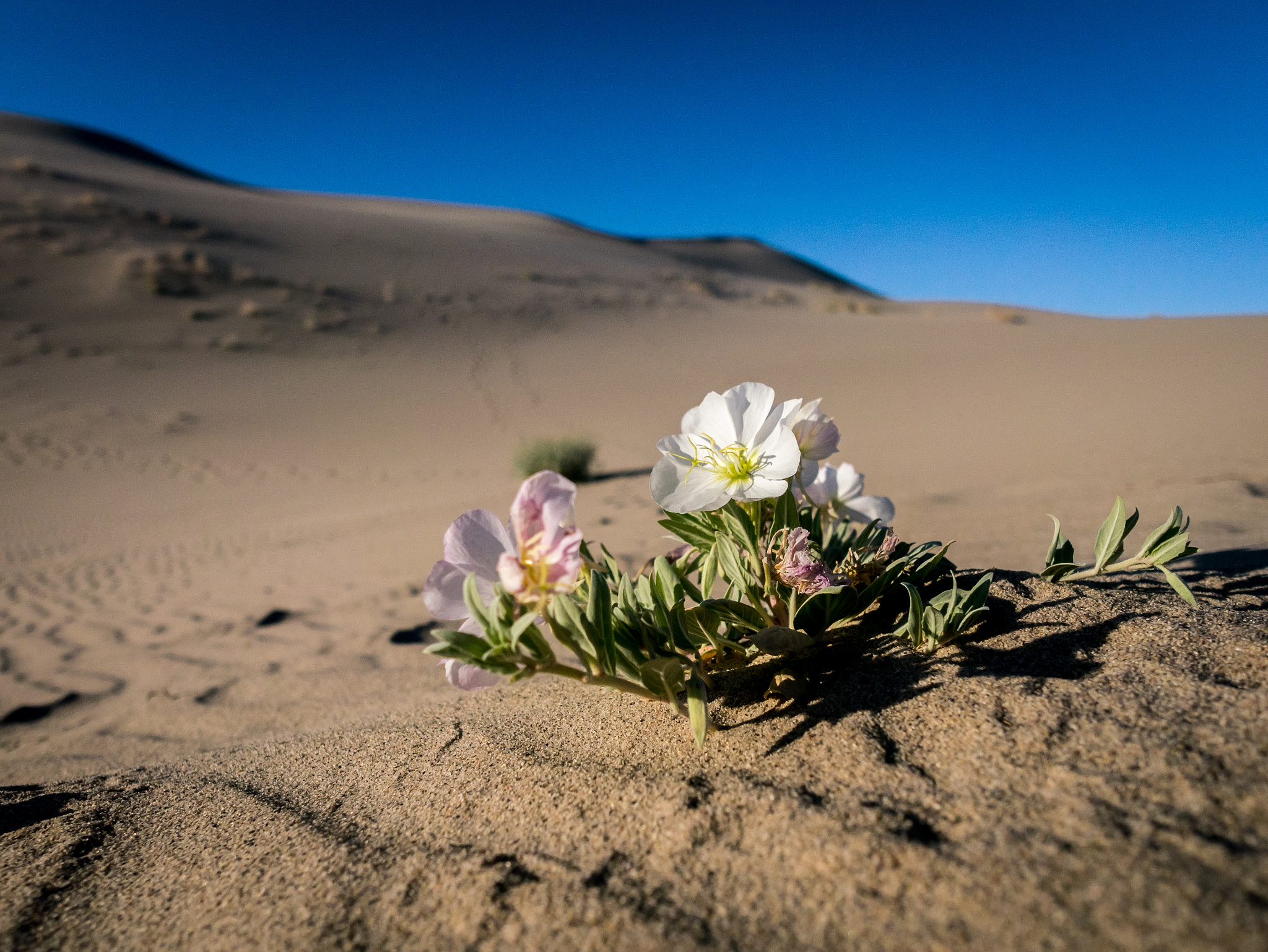 OLYMPUS M.12mm F2.0 Ltd Blk sample photo. Flower in the dunes photography