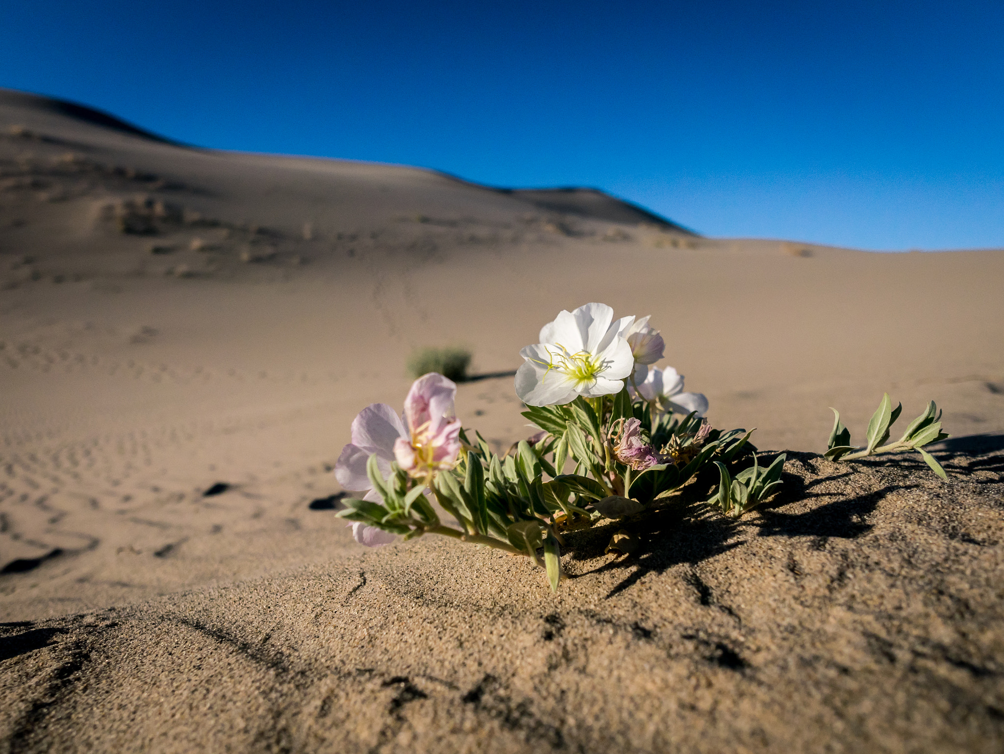 Panasonic Lumix DMC-GM1 + OLYMPUS M.12mm F2.0 Ltd Blk sample photo. Flower in the dunes photography