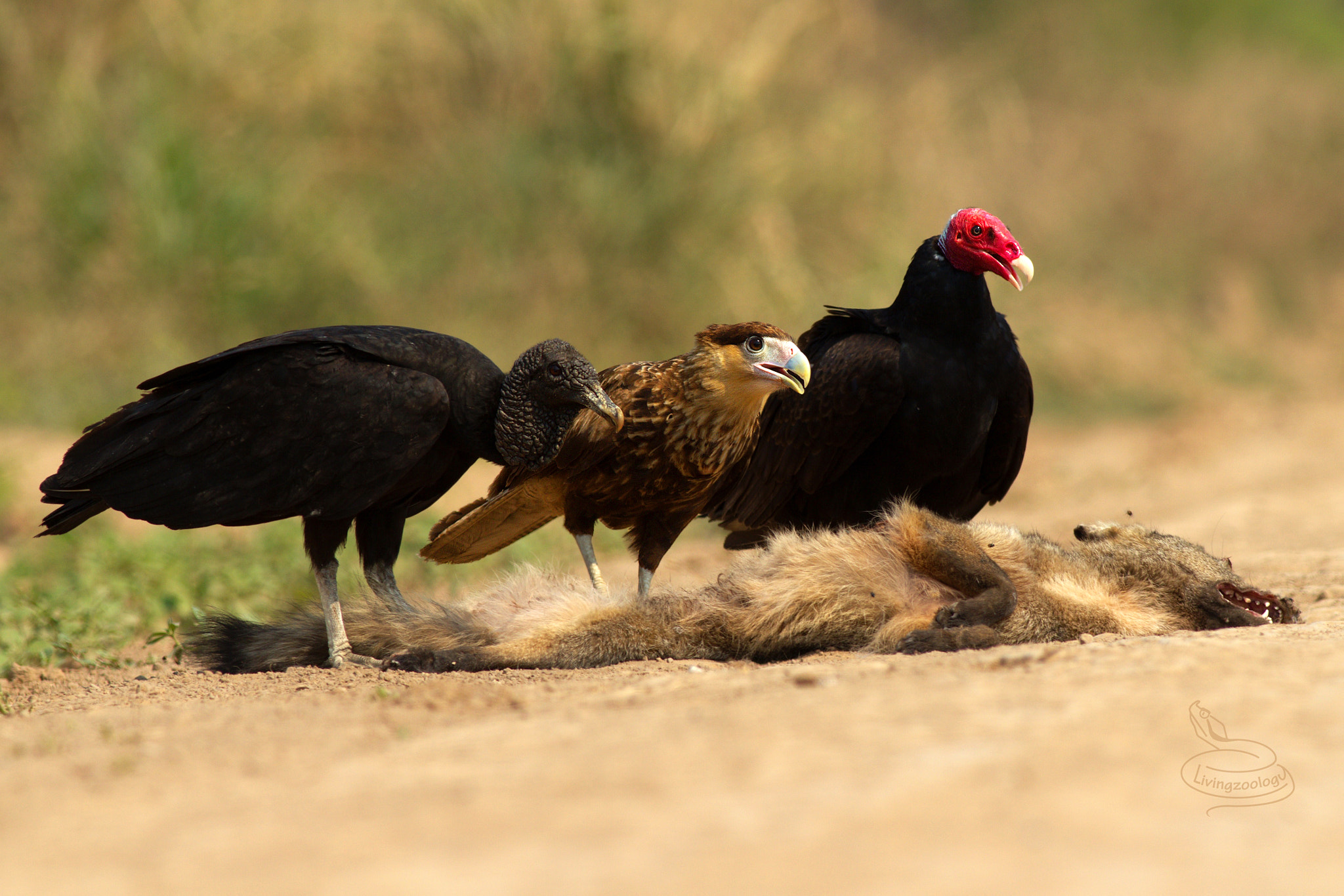 Canon EOS 550D (EOS Rebel T2i / EOS Kiss X4) + Canon EF 400mm F5.6L USM sample photo. Three scavengers - vultures and caracara photography