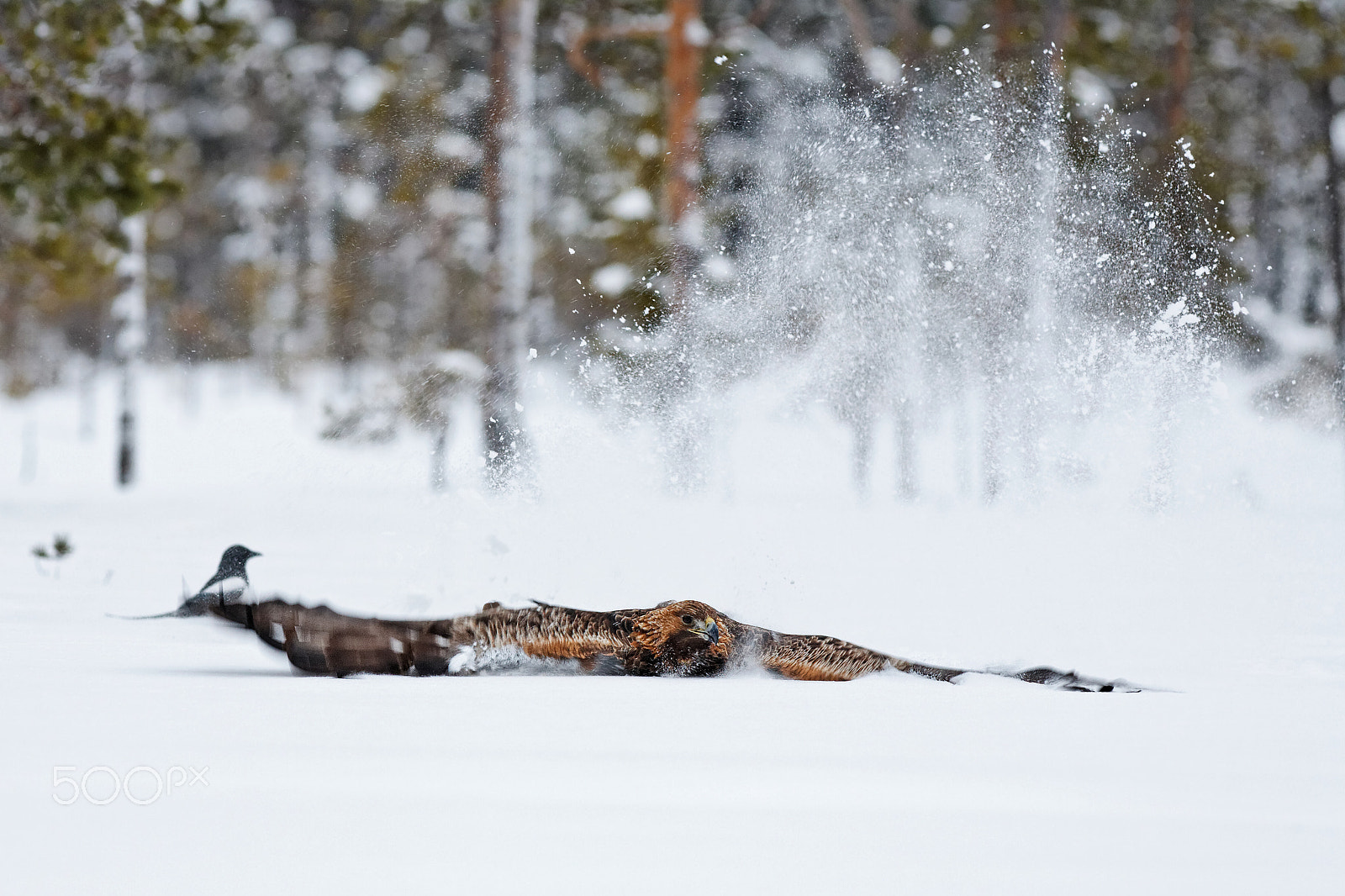 Canon EOS 5D + Canon EF 400mm F5.6L USM sample photo. Golden eagle in snow photography