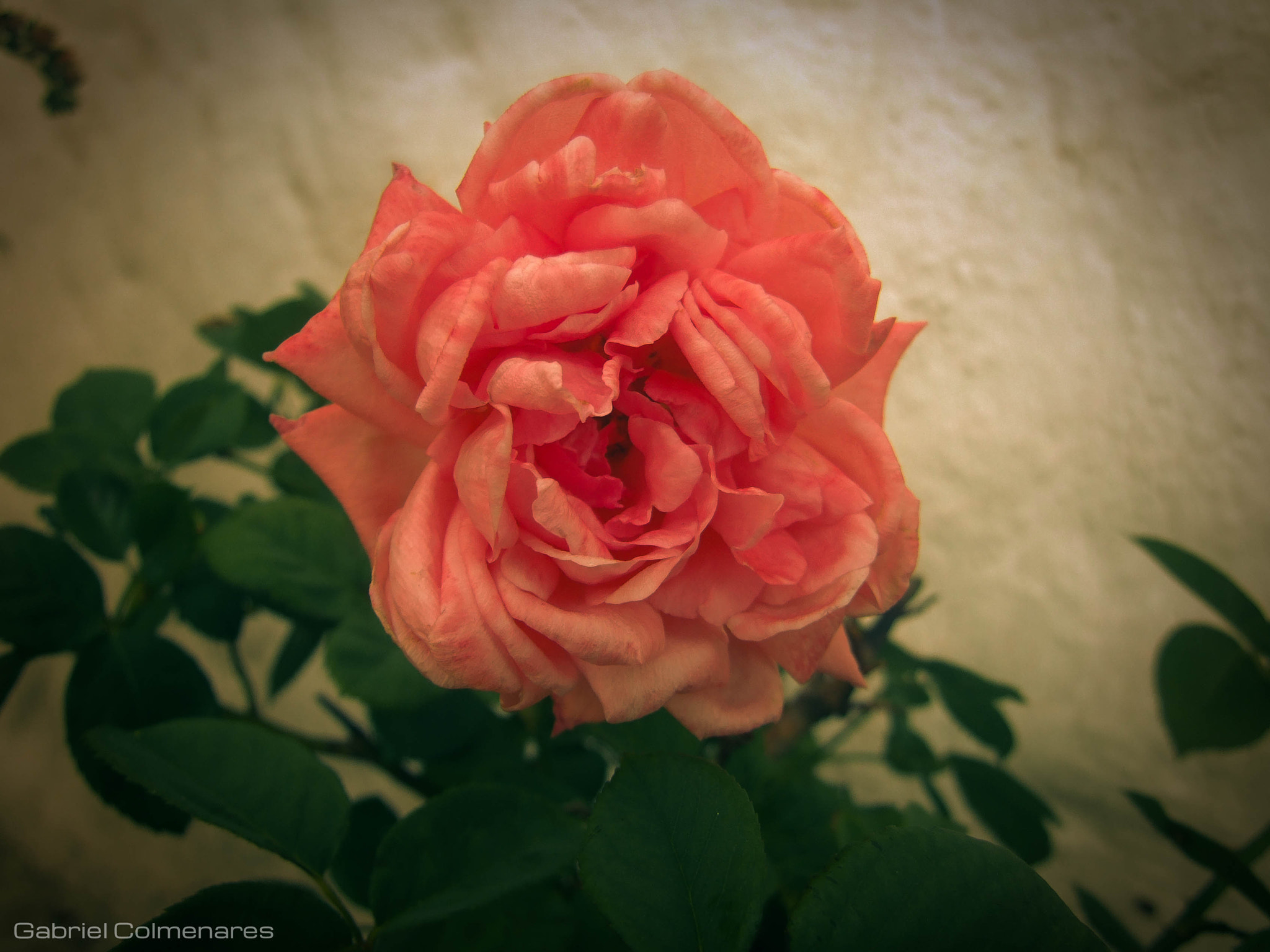 Fujifilm FinePix S9100 sample photo. Rosa de marzo photography