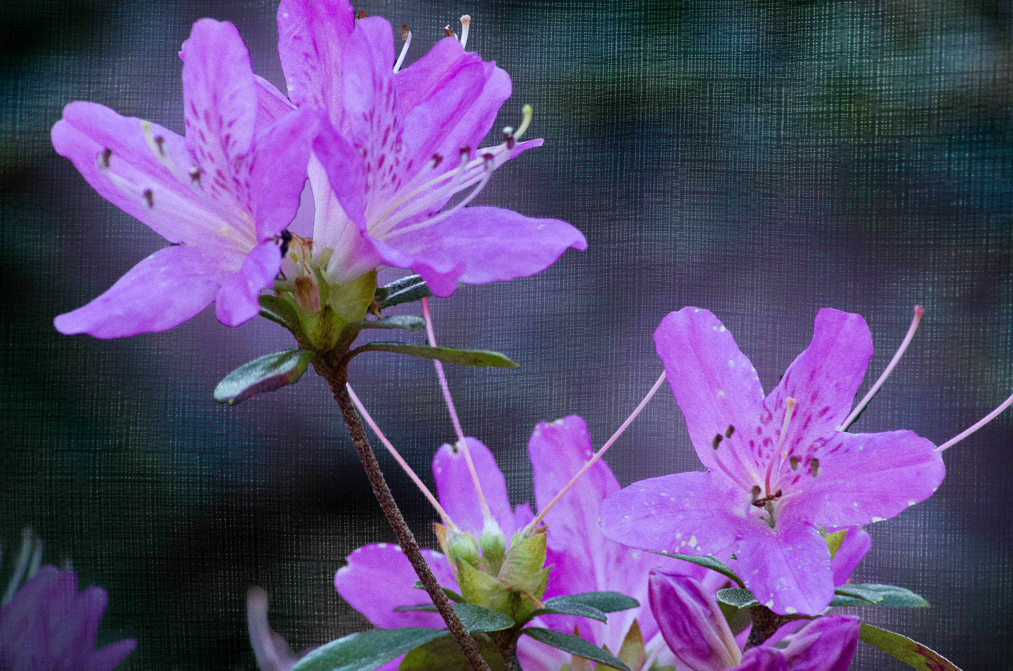 Pentax K-5 + Tamron AF 70-300mm F4-5.6 Di LD Macro sample photo. Azalea no. 2 photography