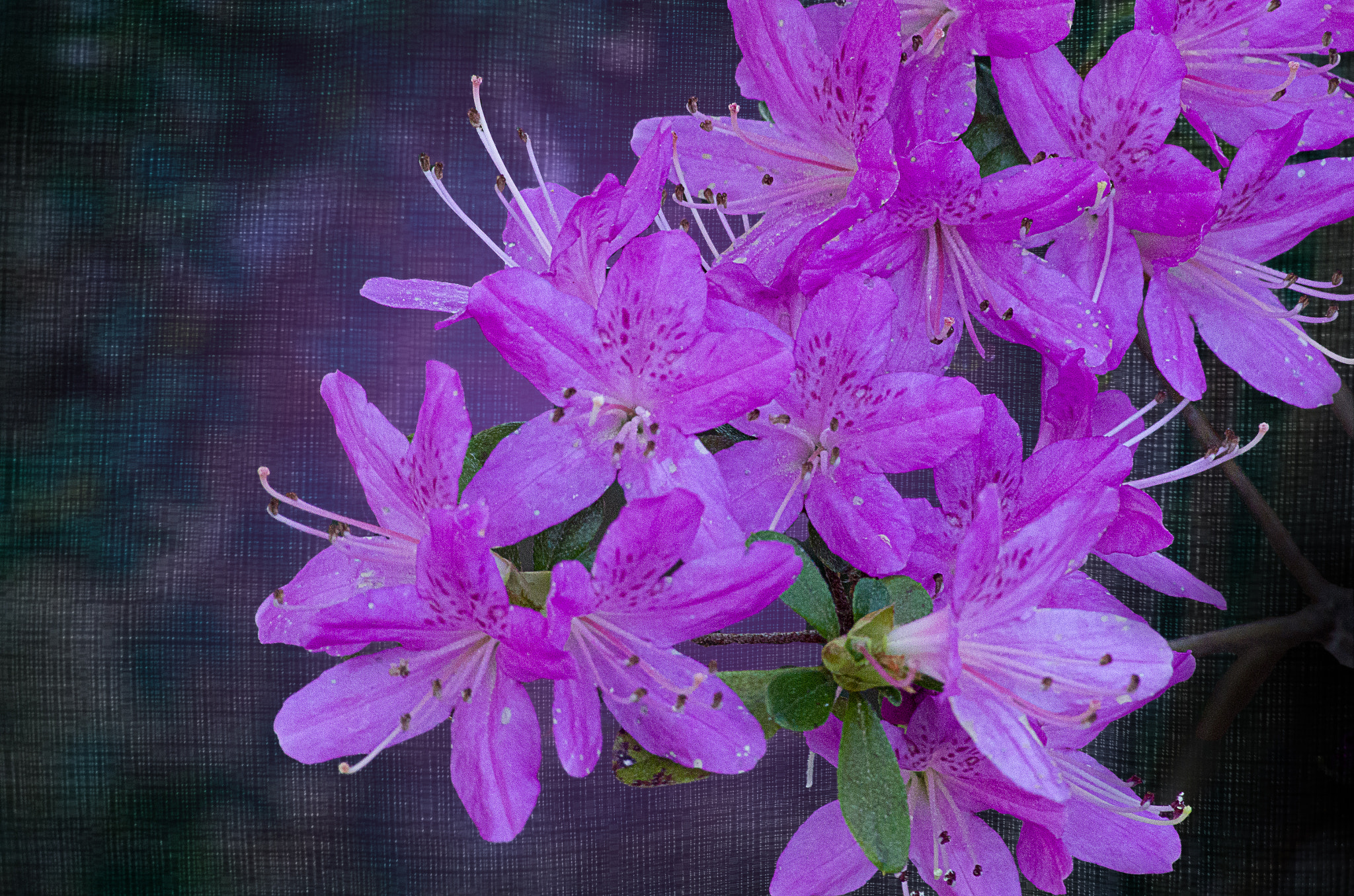 Pentax K-5 + Tamron AF 70-300mm F4-5.6 Di LD Macro sample photo. Azalea no. 1 photography