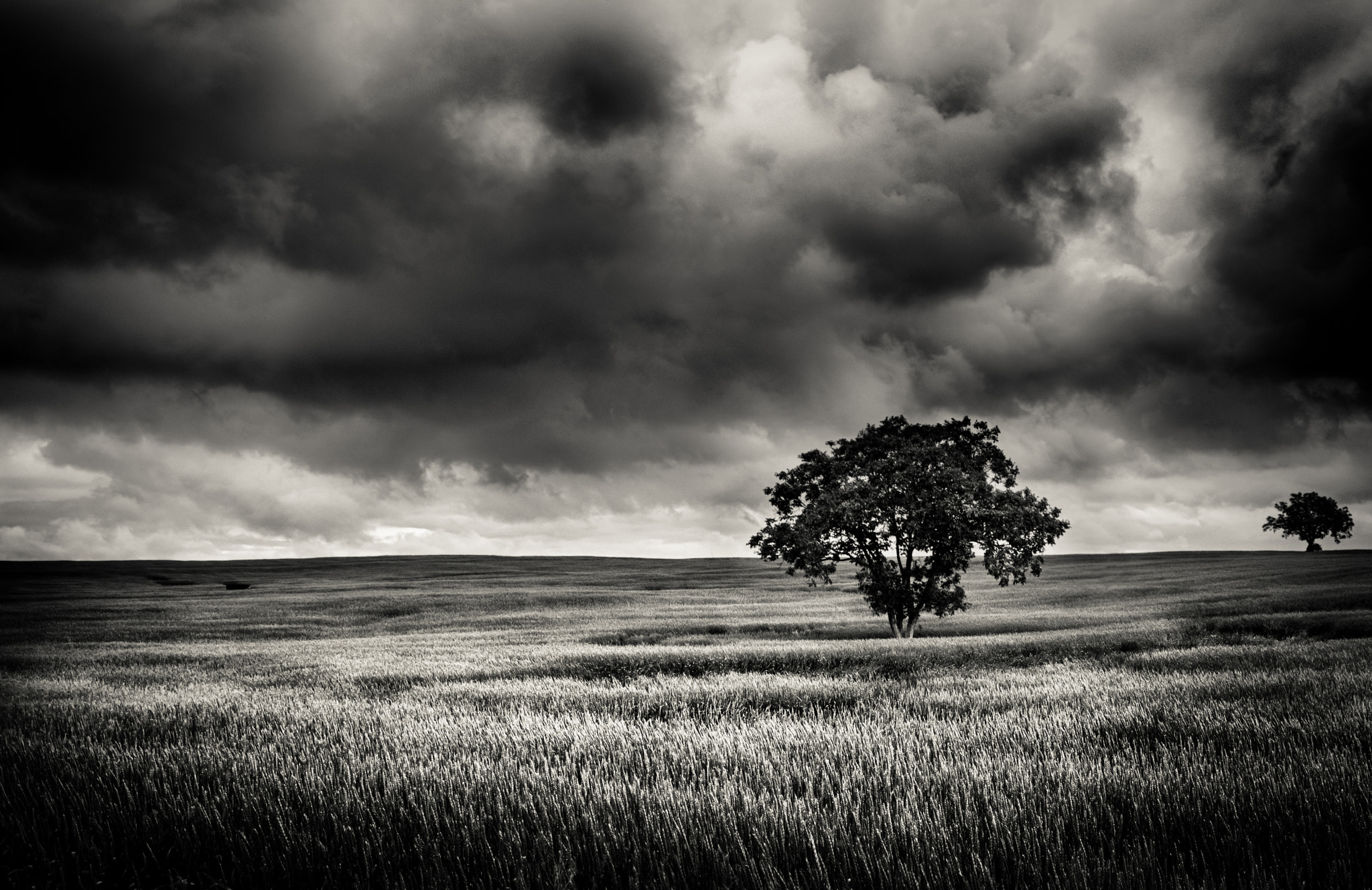 Pentax K-x sample photo. Trees&storm photography