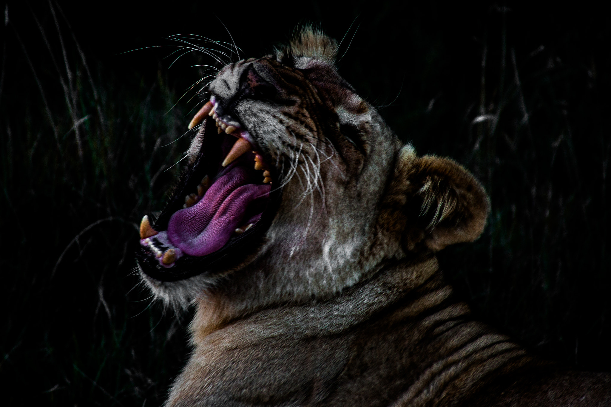 Canon EOS 50D + Sigma 18-250mm F3.5-6.3 DC OS HSM sample photo. Mighty roar photography