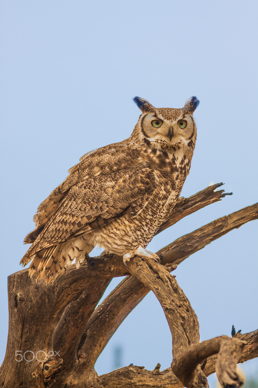 Canon EOS 50D + Canon EF 75-300mm F4.0-5.6 IS USM sample photo. Great horned owl photography