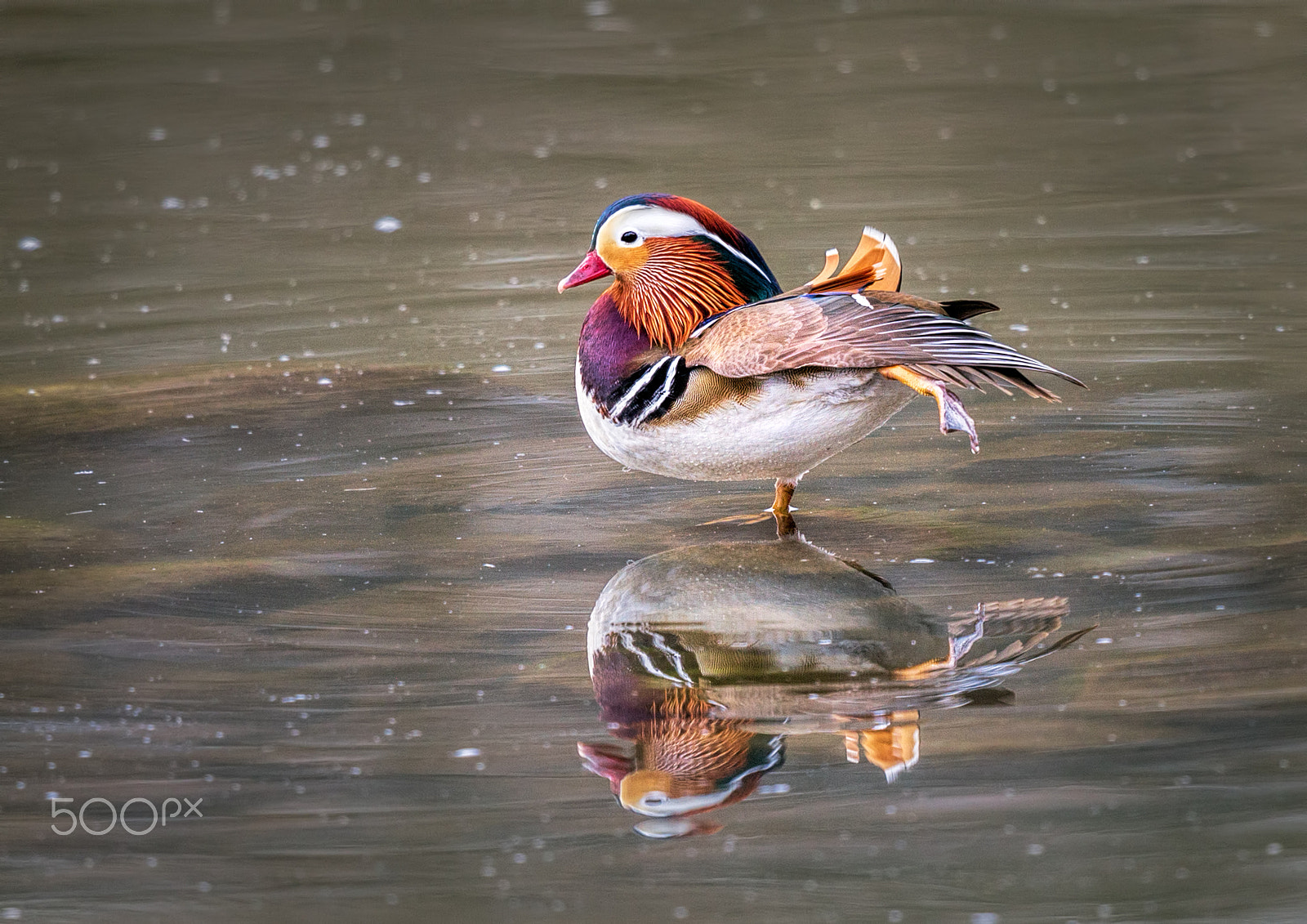 Canon EF 500mm F4L IS II USM sample photo. Mandarin stretch photography