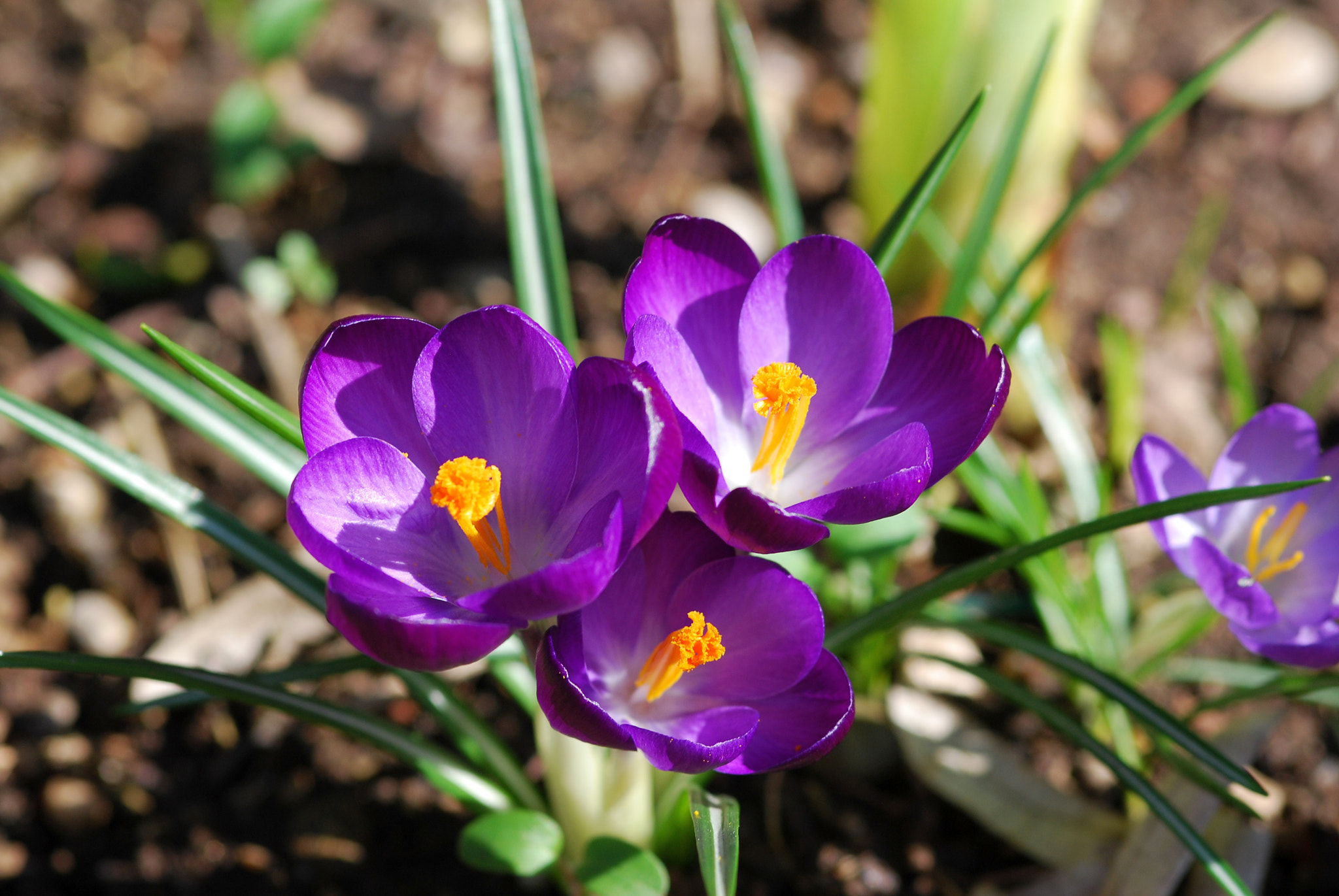 Nikon D60 + Sigma 105mm F2.8 EX DG Macro sample photo. Spring time photography