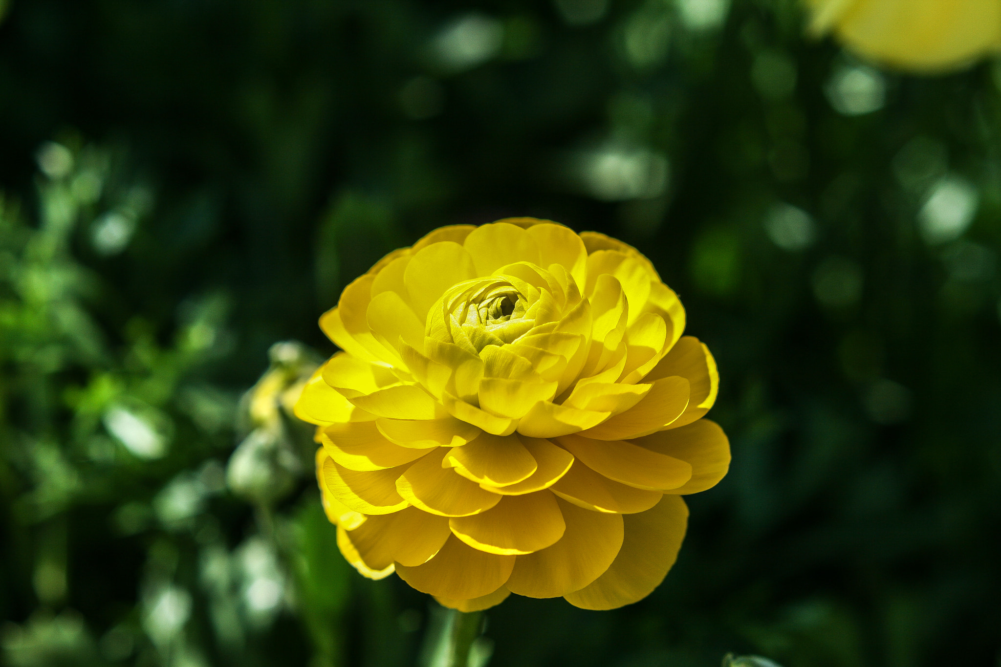 Canon EOS 400D (EOS Digital Rebel XTi / EOS Kiss Digital X) + Canon EF 50mm F1.8 II sample photo. Yellow ranunculus photography
