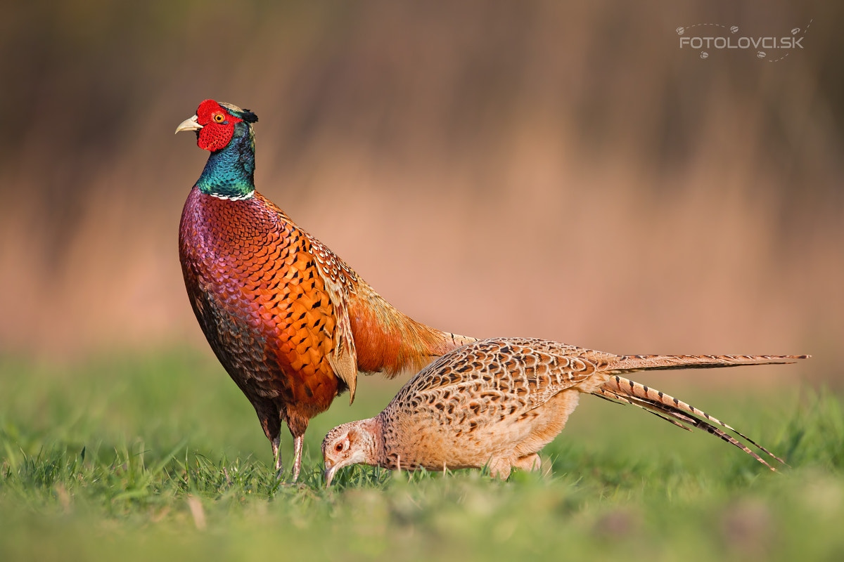 Canon EF 400mm F2.8L IS USM sample photo. Wooing photography