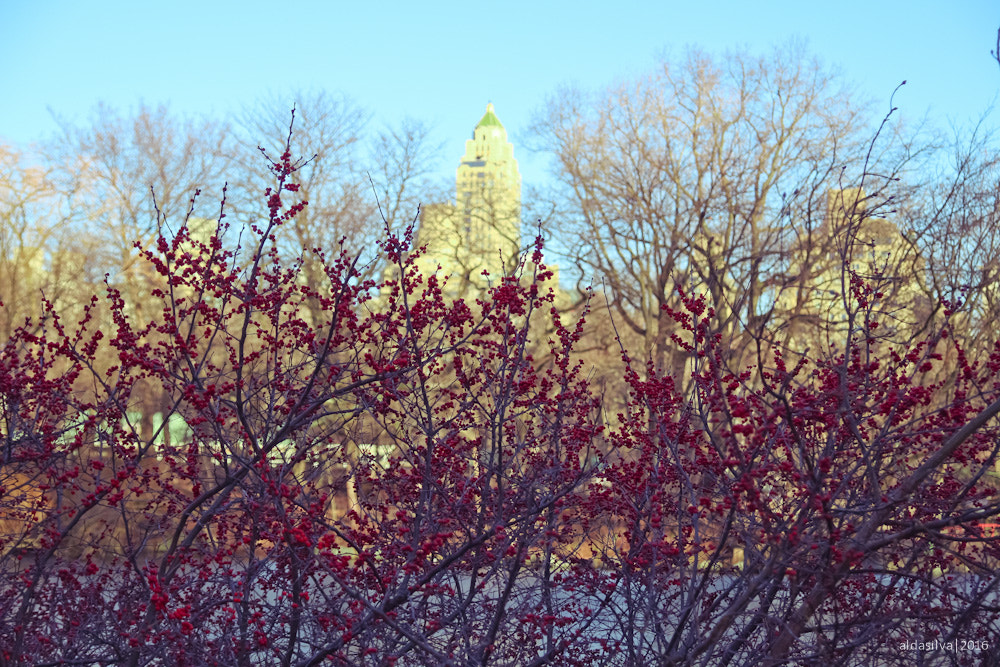 Sigma 17-70mm F2.8-4 DC Macro OS HSM sample photo. Nyc | berries photography