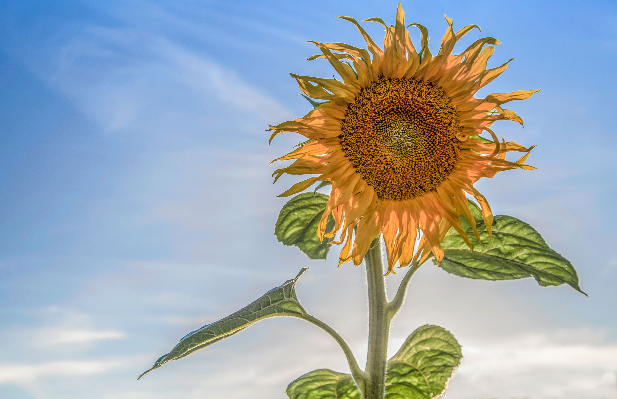 Tamron AF 28-75mm F2.8 XR Di LD Aspherical (IF) sample photo. Based on van gogh photography