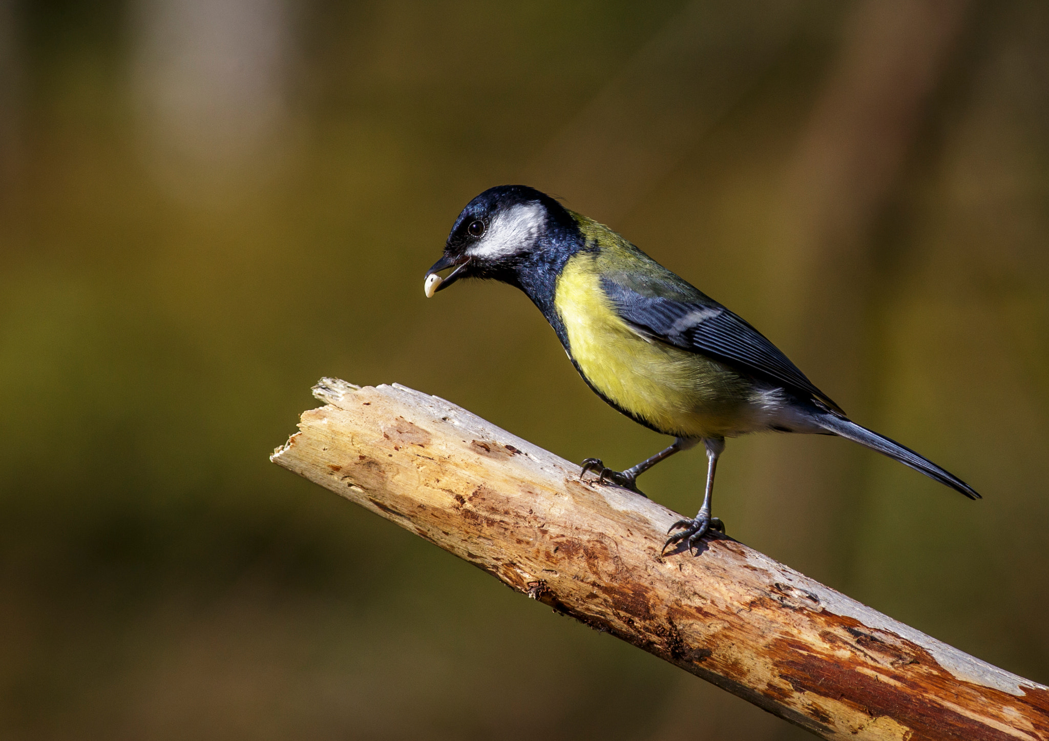 Canon EOS 6D + Canon EF 400mm F5.6L USM sample photo. Parus major photography