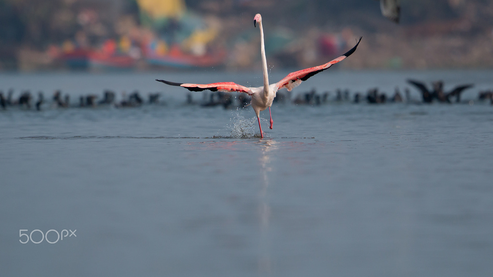 Canon EF 500mm F4L IS II USM sample photo. Take off photography