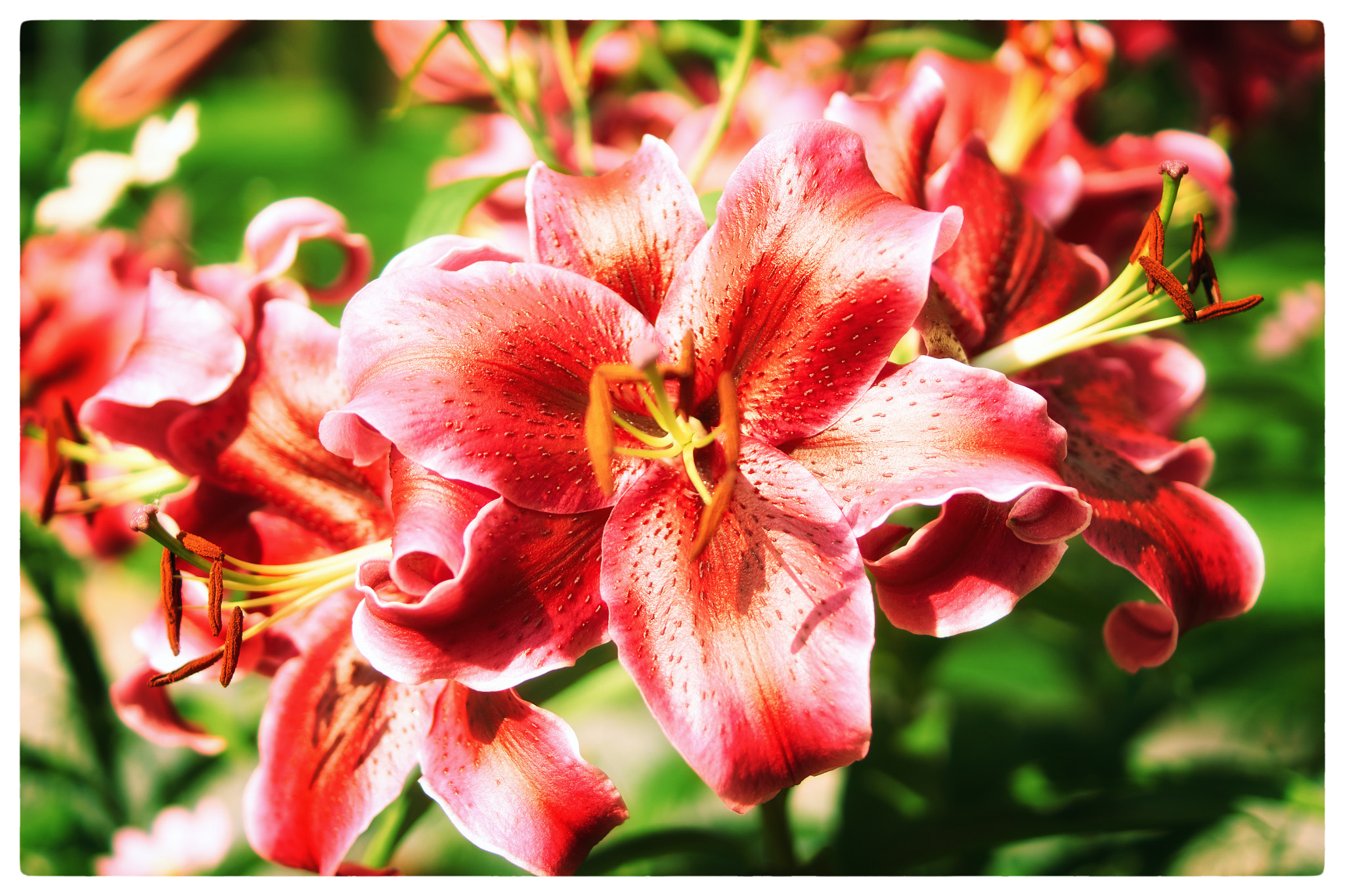 Sony DT 35mm F1.8 SAM sample photo. *** photography