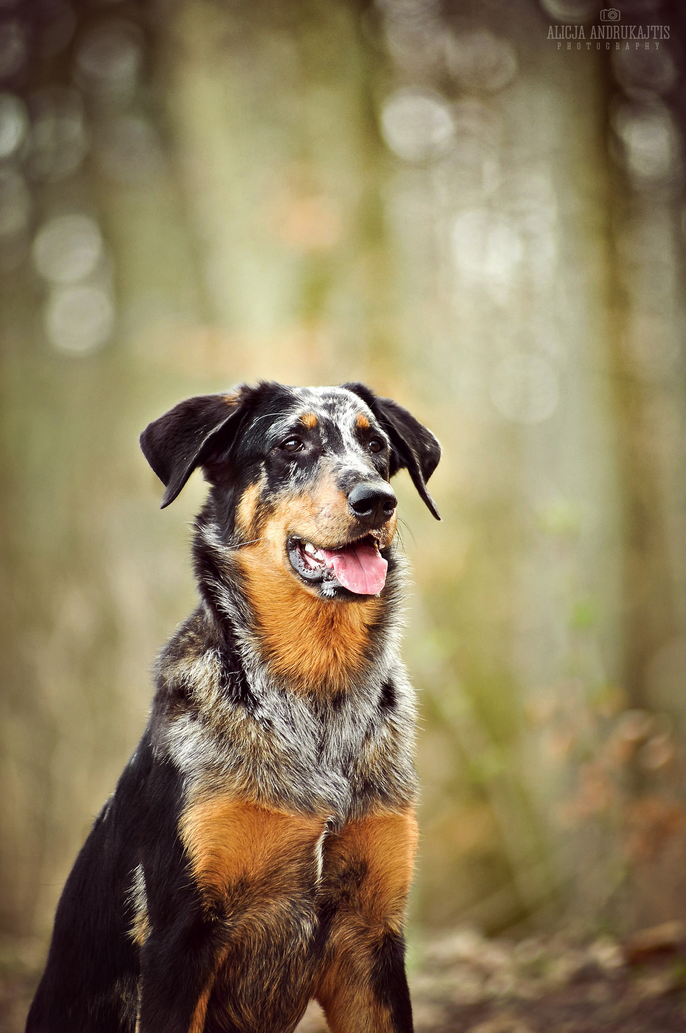 AF Zoom-Nikkor 80-200mm f/2.8 ED sample photo. Ygritte the beauceron photography