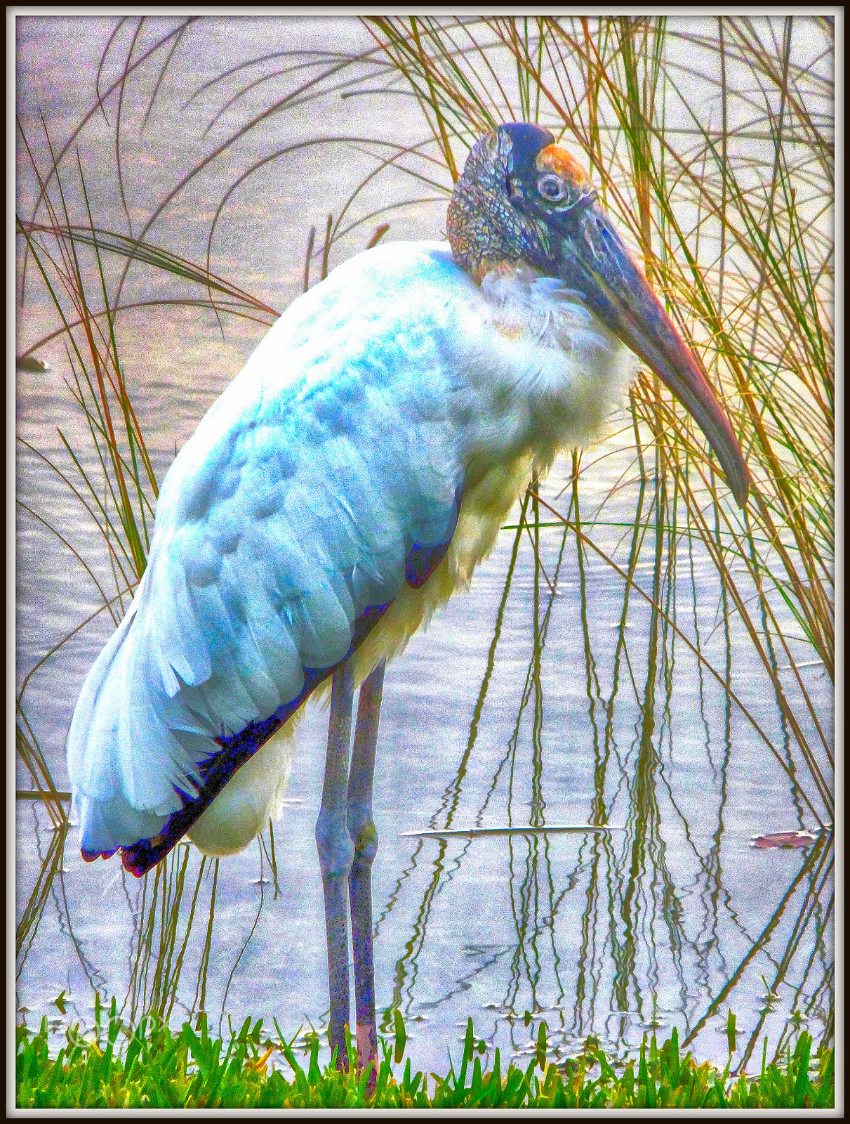 Fujifilm FinePix F850EXR sample photo. Pelican in the evening photography