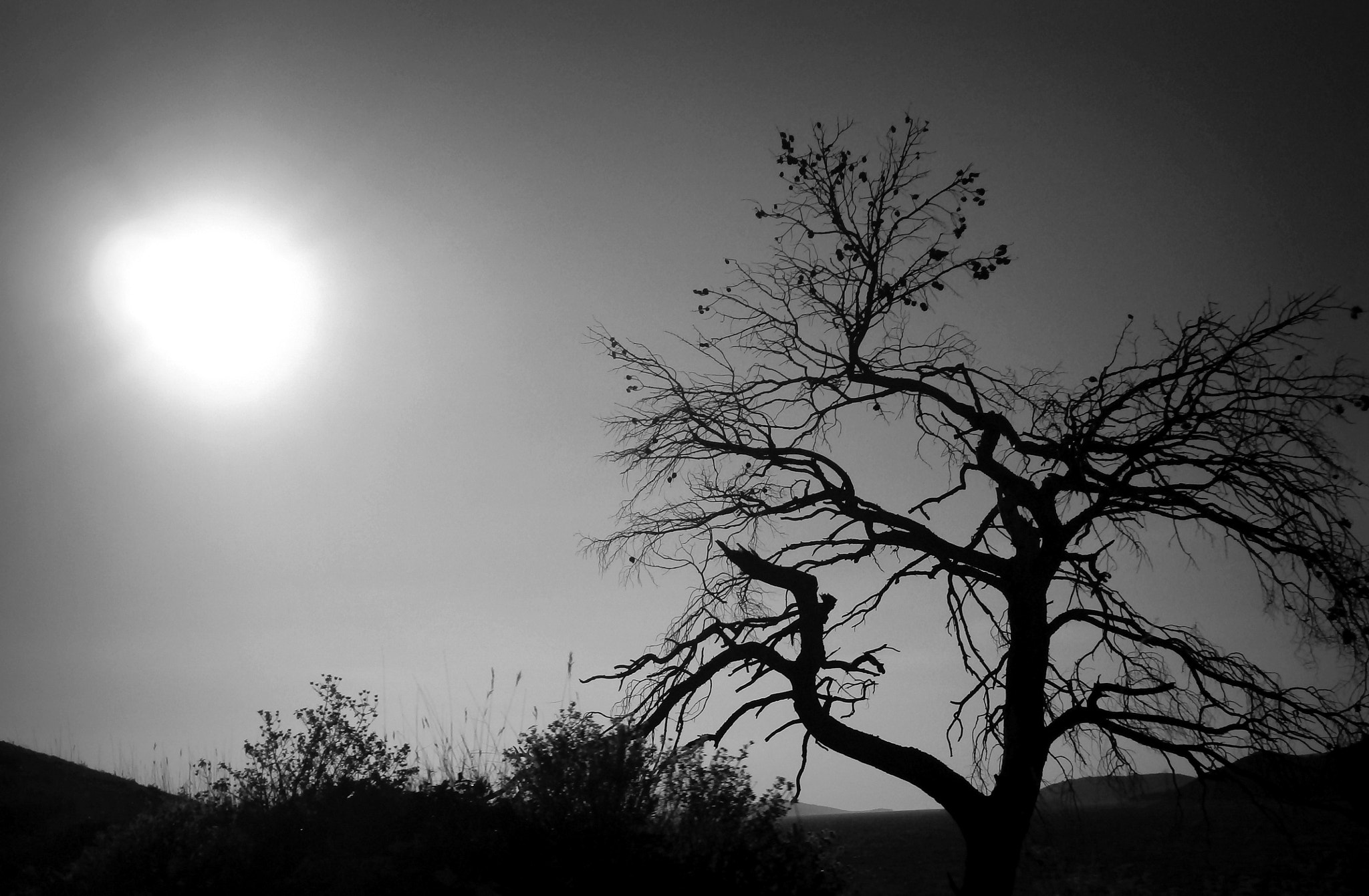Olympus VG130,D710 sample photo. A tree photography