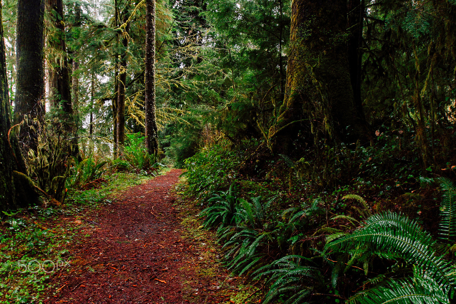 Canon EOS 100D (EOS Rebel SL1 / EOS Kiss X7) sample photo. Lake quinault trail photography