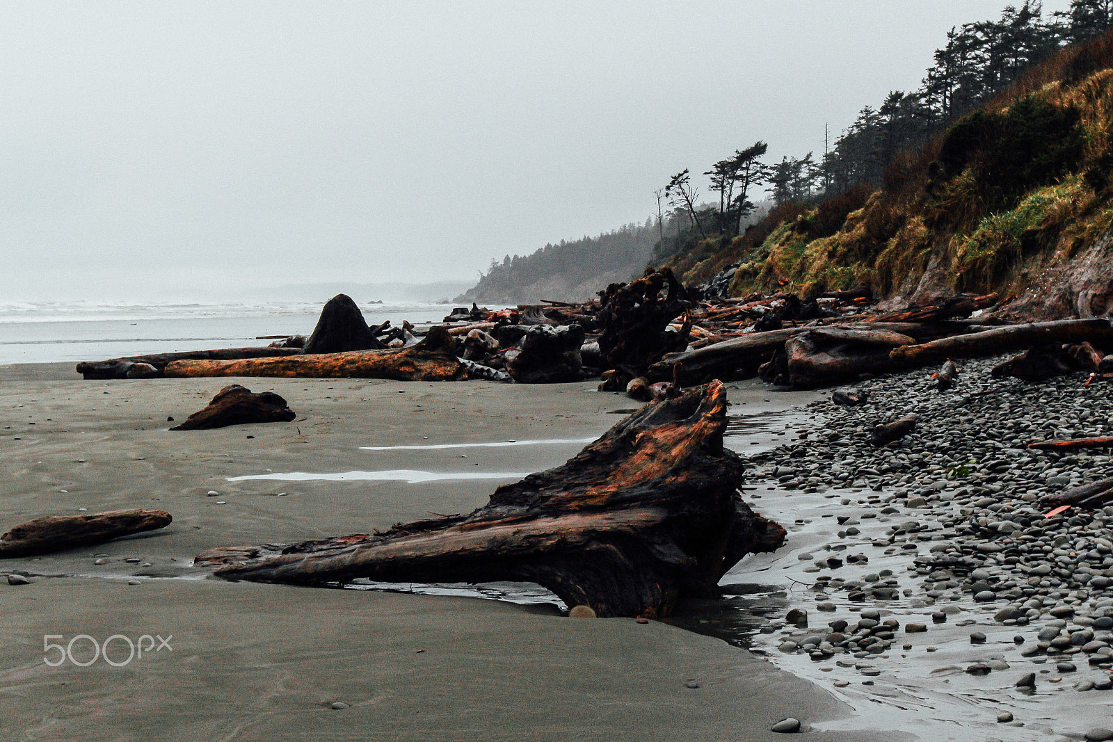 Canon EOS 100D (EOS Rebel SL1 / EOS Kiss X7) sample photo. Kalaloch beach driftwood photography