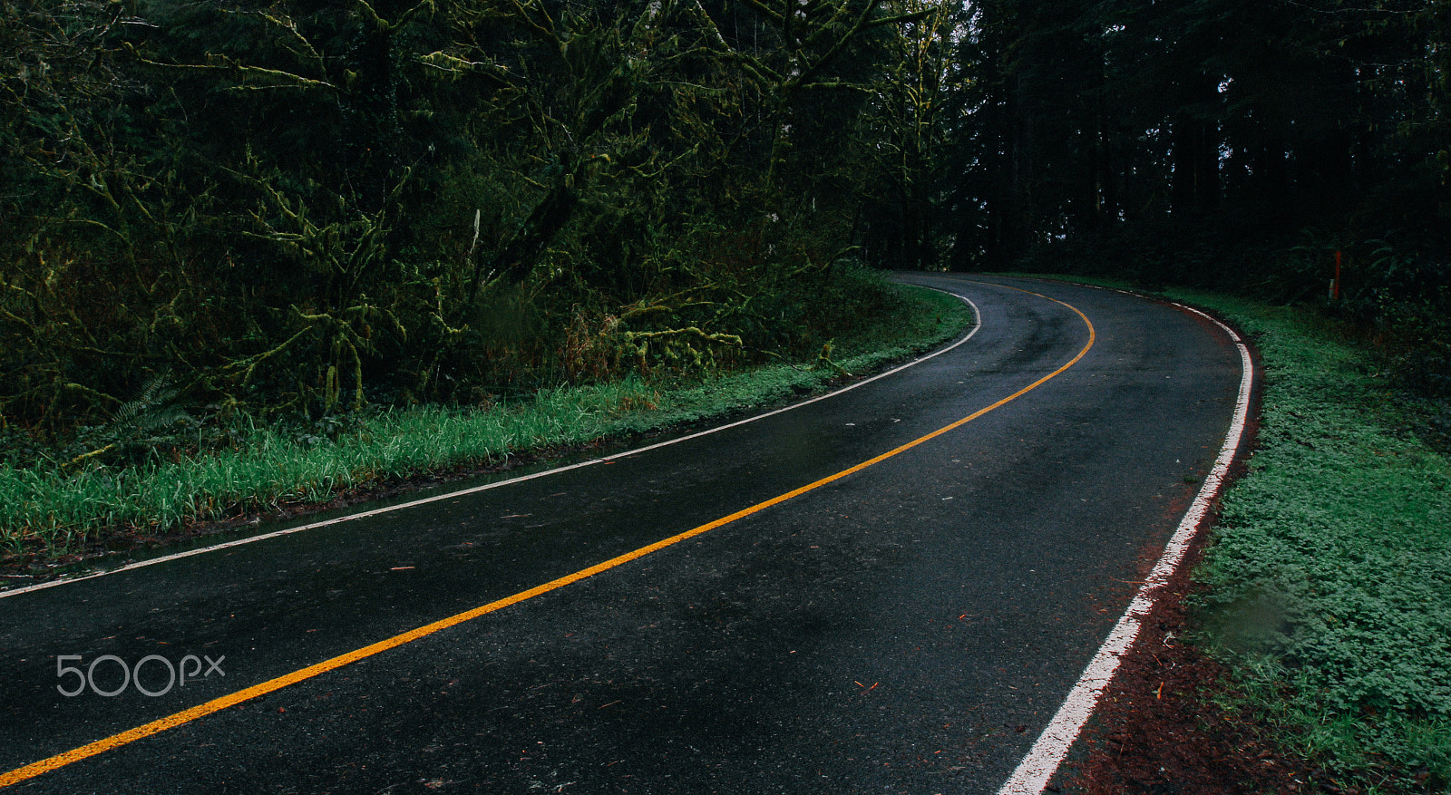 Canon EOS 100D (EOS Rebel SL1 / EOS Kiss X7) sample photo. Lake quinault road curve photography