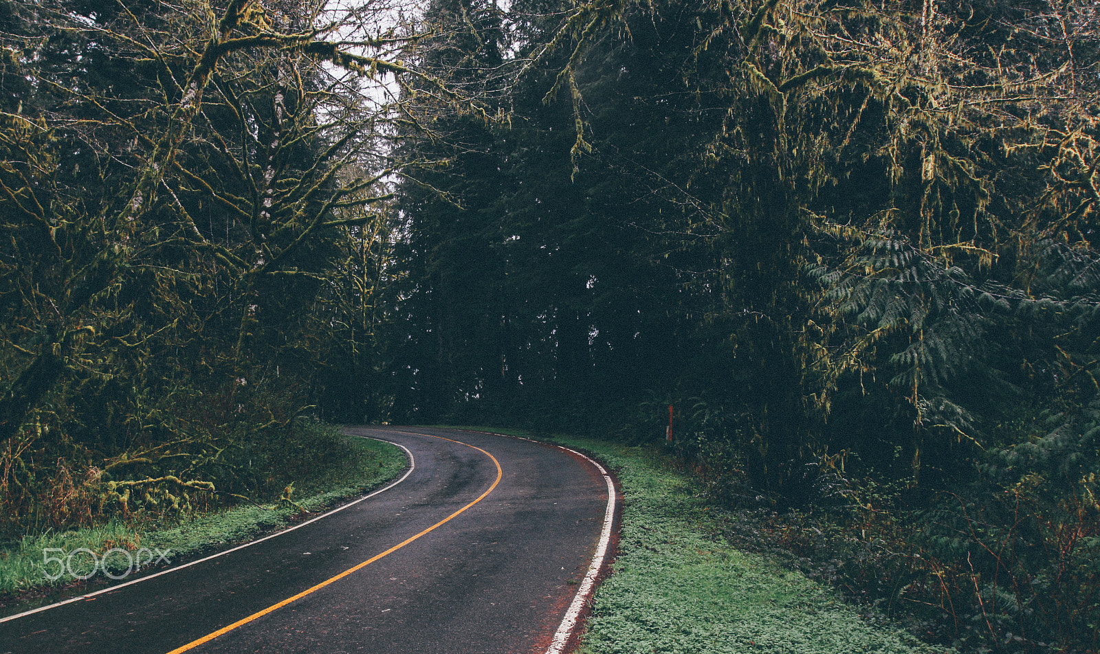 Canon EOS 100D (EOS Rebel SL1 / EOS Kiss X7) sample photo. Lake quinault road curve faded photography