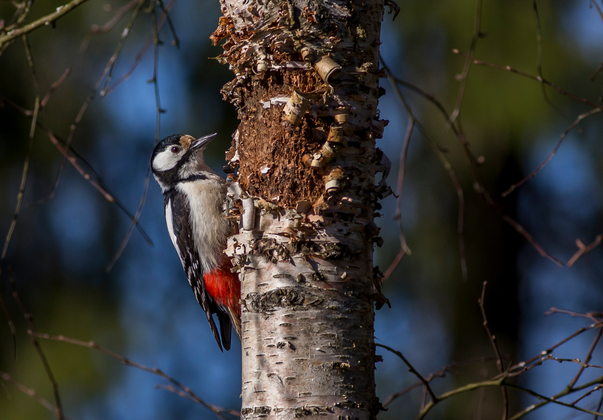 Canon EF 400mm F5.6L USM sample photo. Great spotted woodpecker photography
