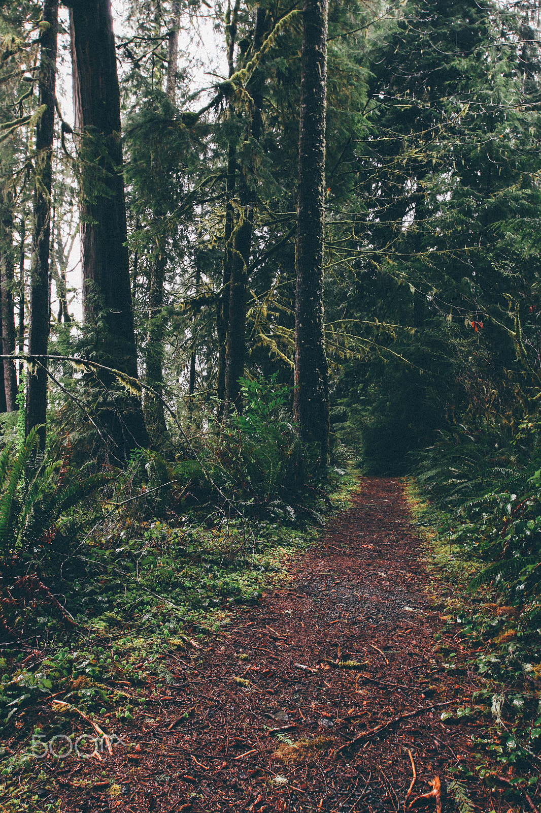 Canon EOS 100D (EOS Rebel SL1 / EOS Kiss X7) sample photo. Lake quinault trail faded photography