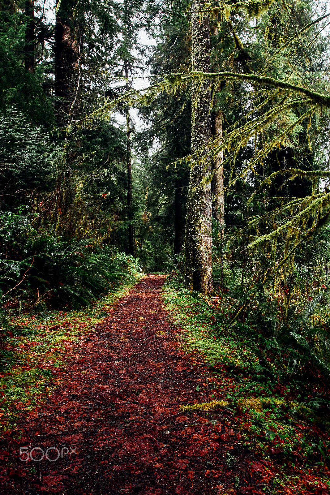 Canon EOS 100D (EOS Rebel SL1 / EOS Kiss X7) sample photo. Lake quinault trail photography