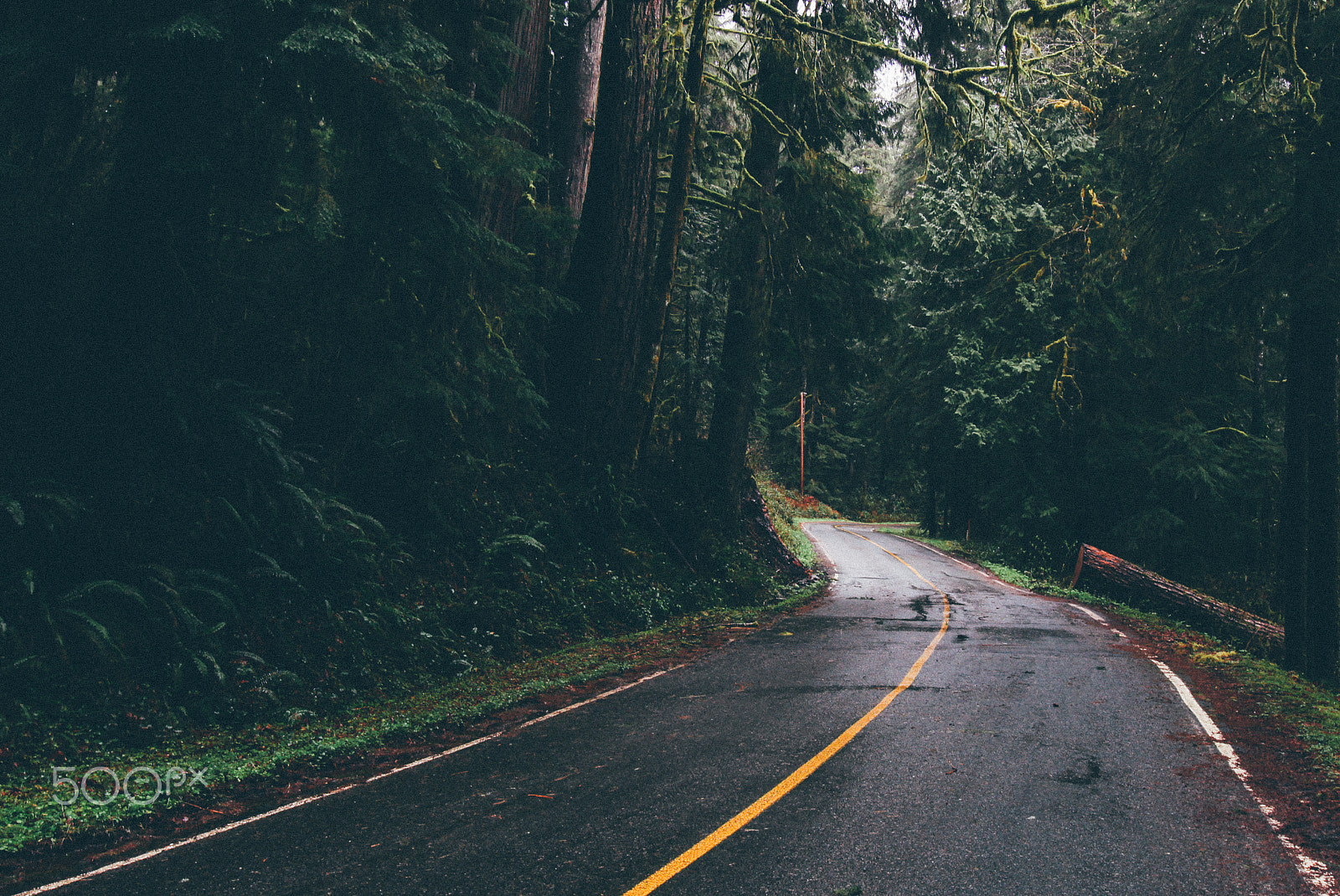 Canon EOS 100D (EOS Rebel SL1 / EOS Kiss X7) sample photo. Lake quinault vanishing road faded photography