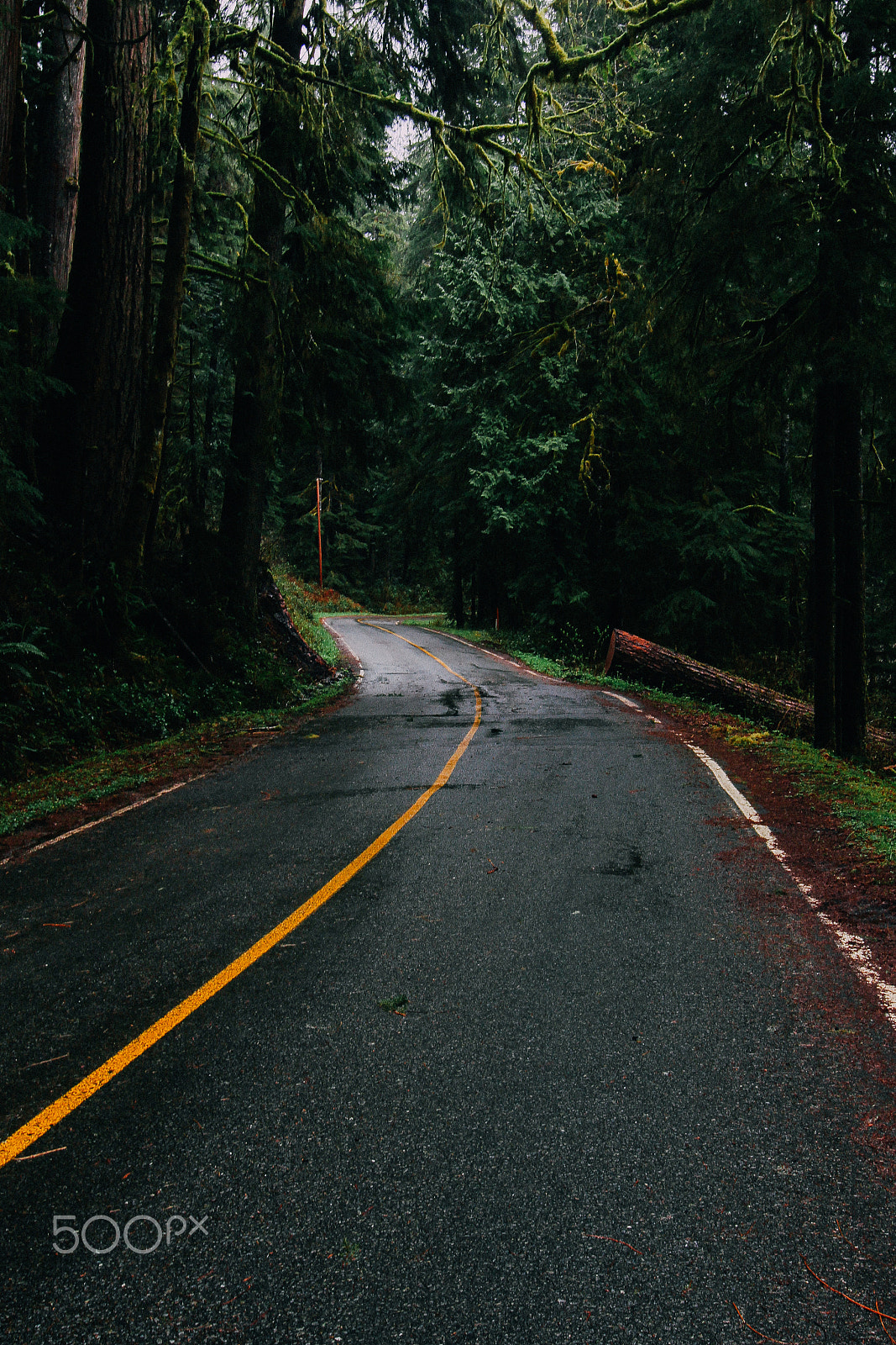 Canon EOS 100D (EOS Rebel SL1 / EOS Kiss X7) sample photo. Lake quinault vanishing road vertical photography