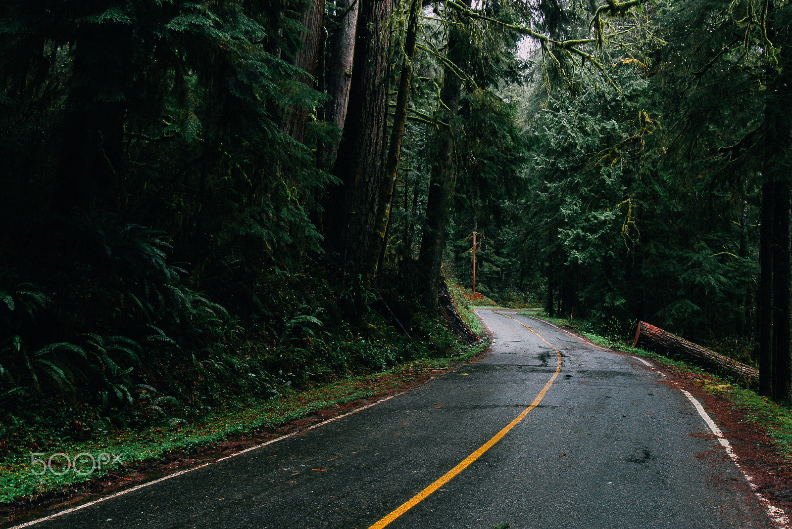 Canon EOS 100D (EOS Rebel SL1 / EOS Kiss X7) sample photo. Lake quinault vanishing road photography
