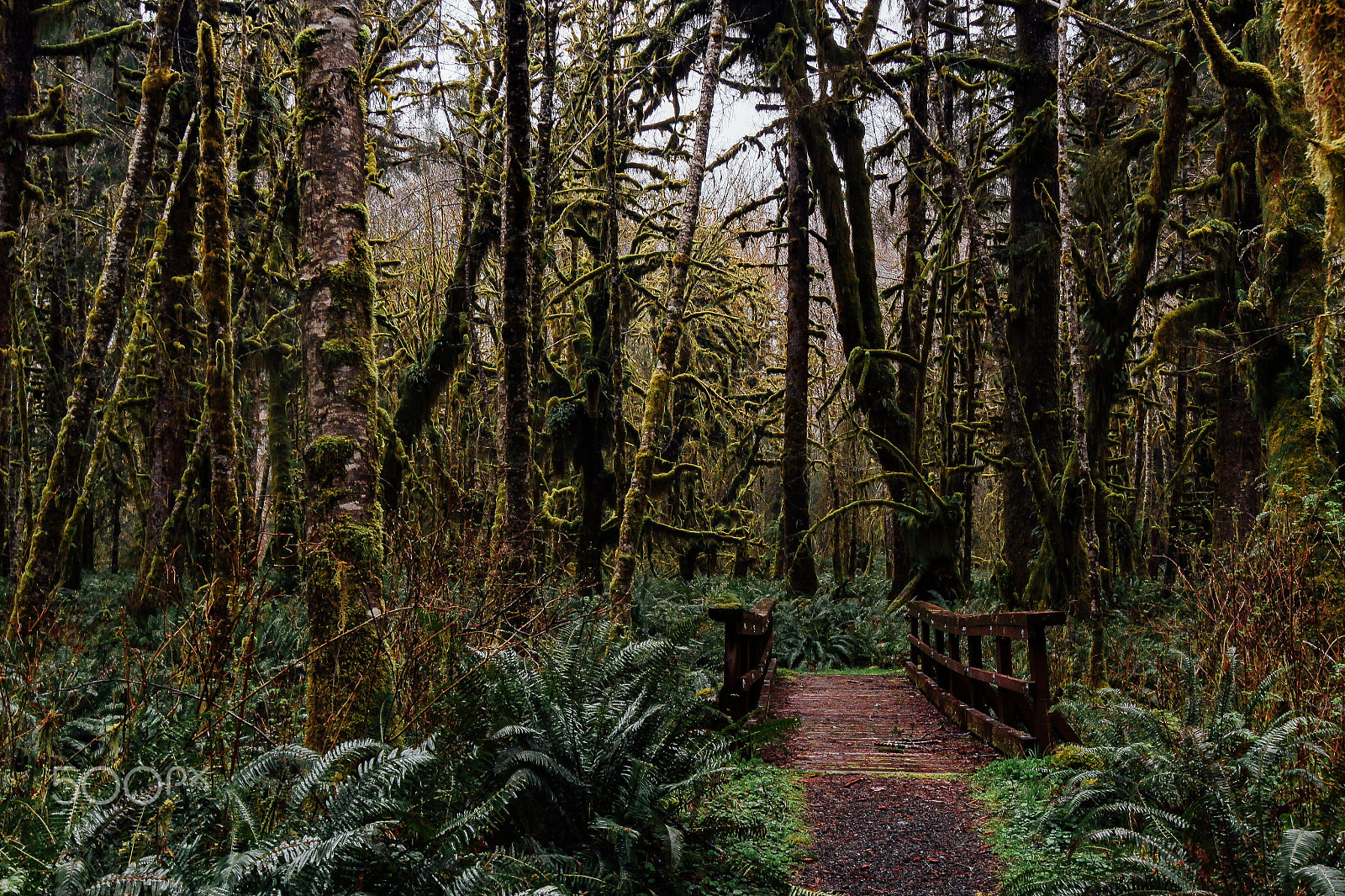 Canon EOS 100D (EOS Rebel SL1 / EOS Kiss X7) sample photo. Quinault rainforest bridge photography