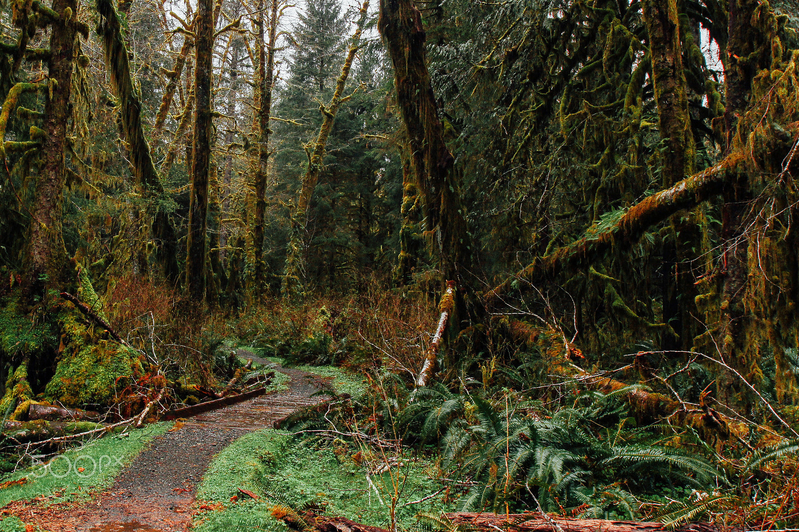 Canon EOS 100D (EOS Rebel SL1 / EOS Kiss X7) sample photo. Quinault rainforest path photography